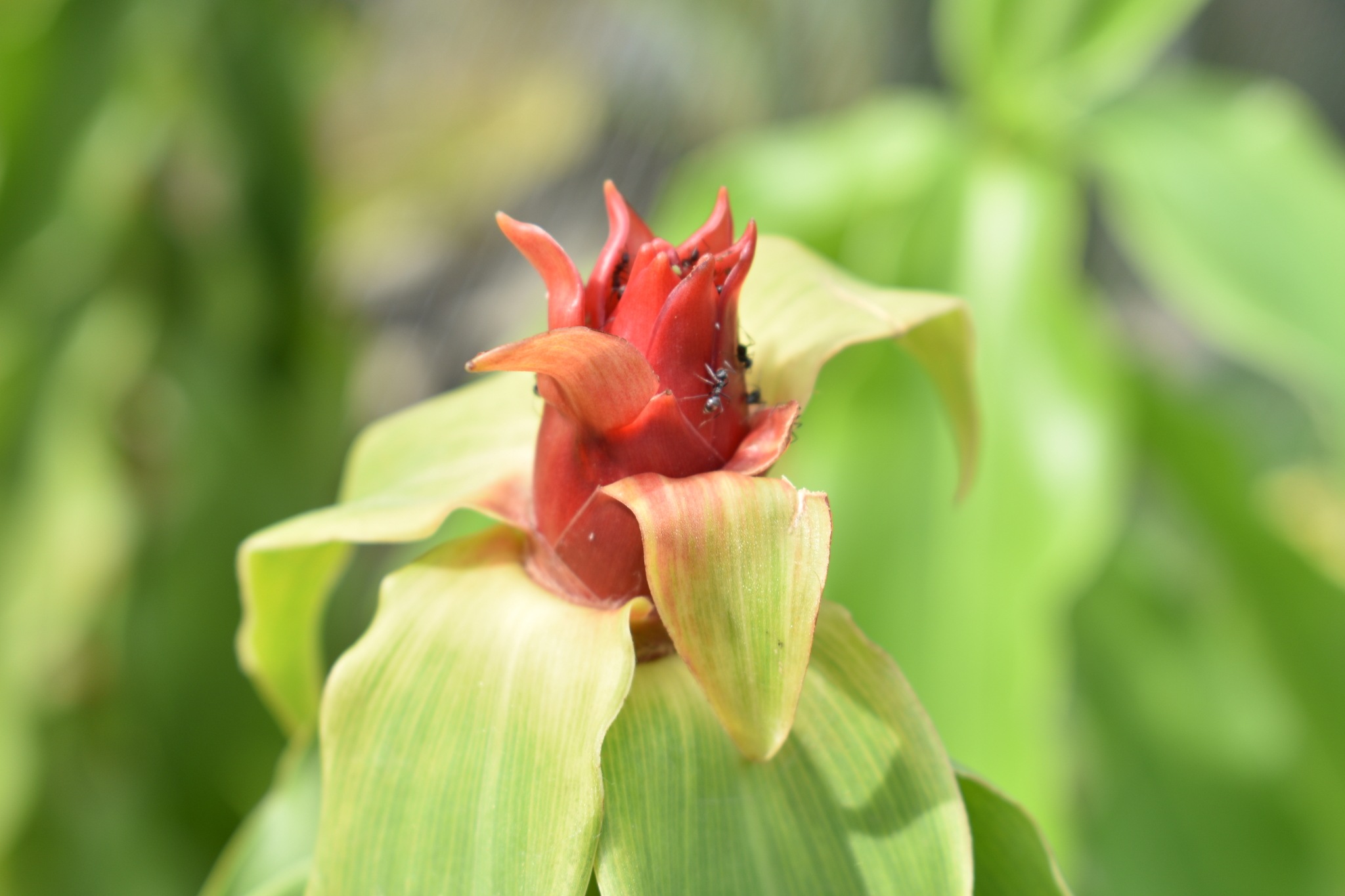 Costus spicatus