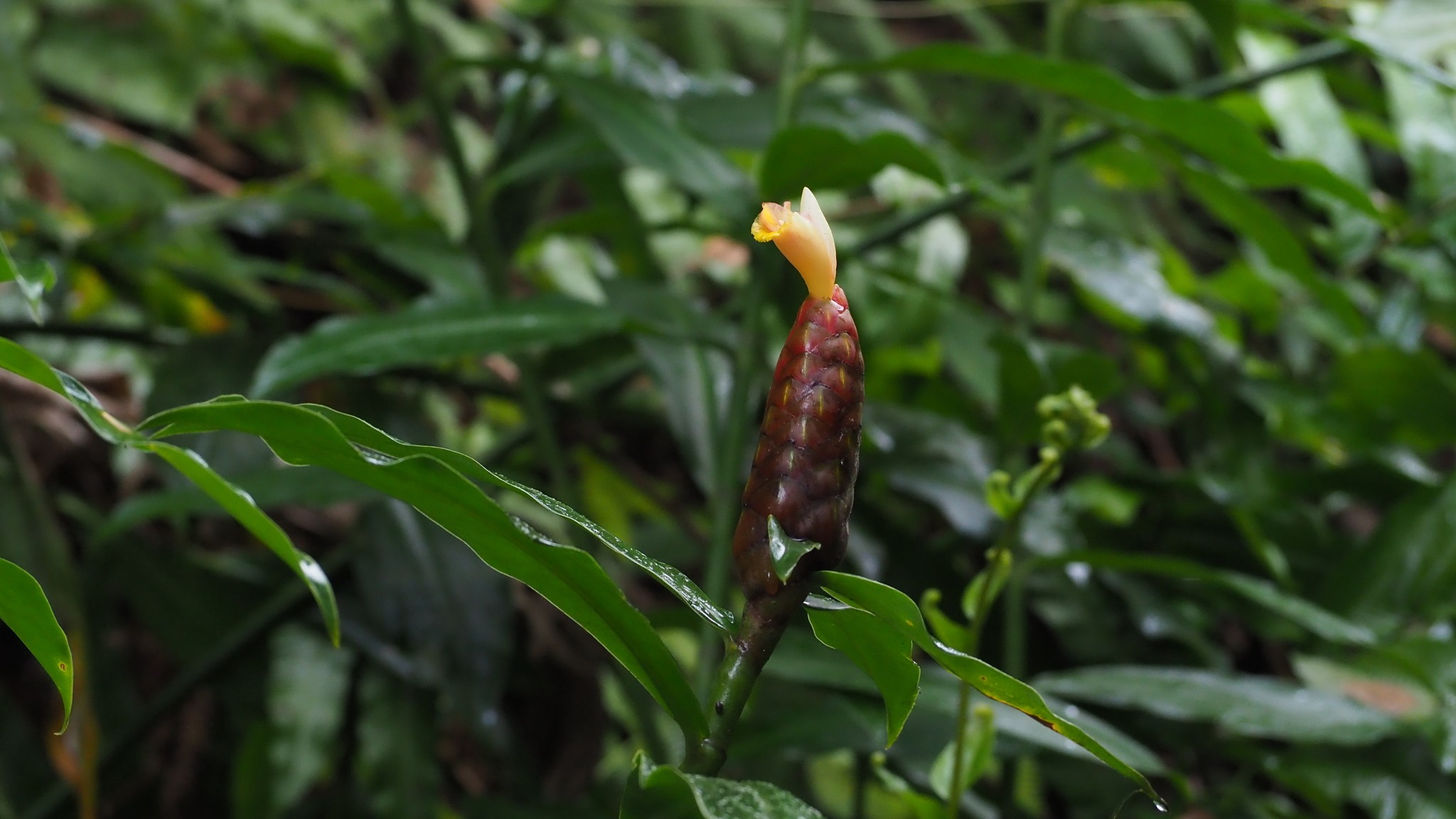 Costus spicatus