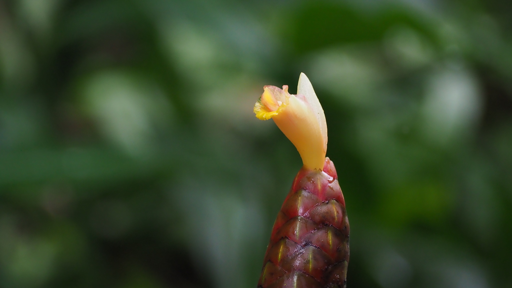 Costus spicatus