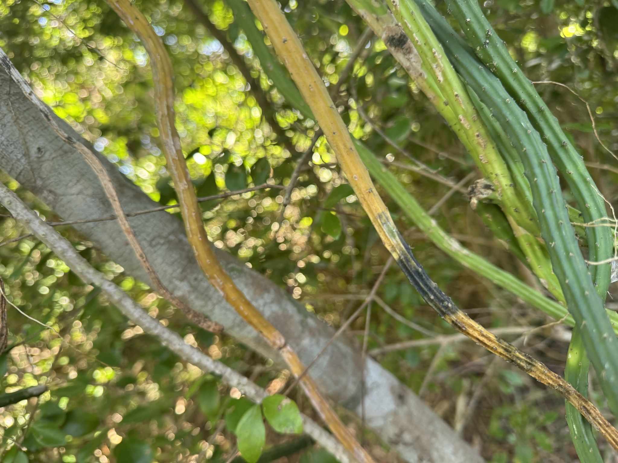 Curvularia cactivora