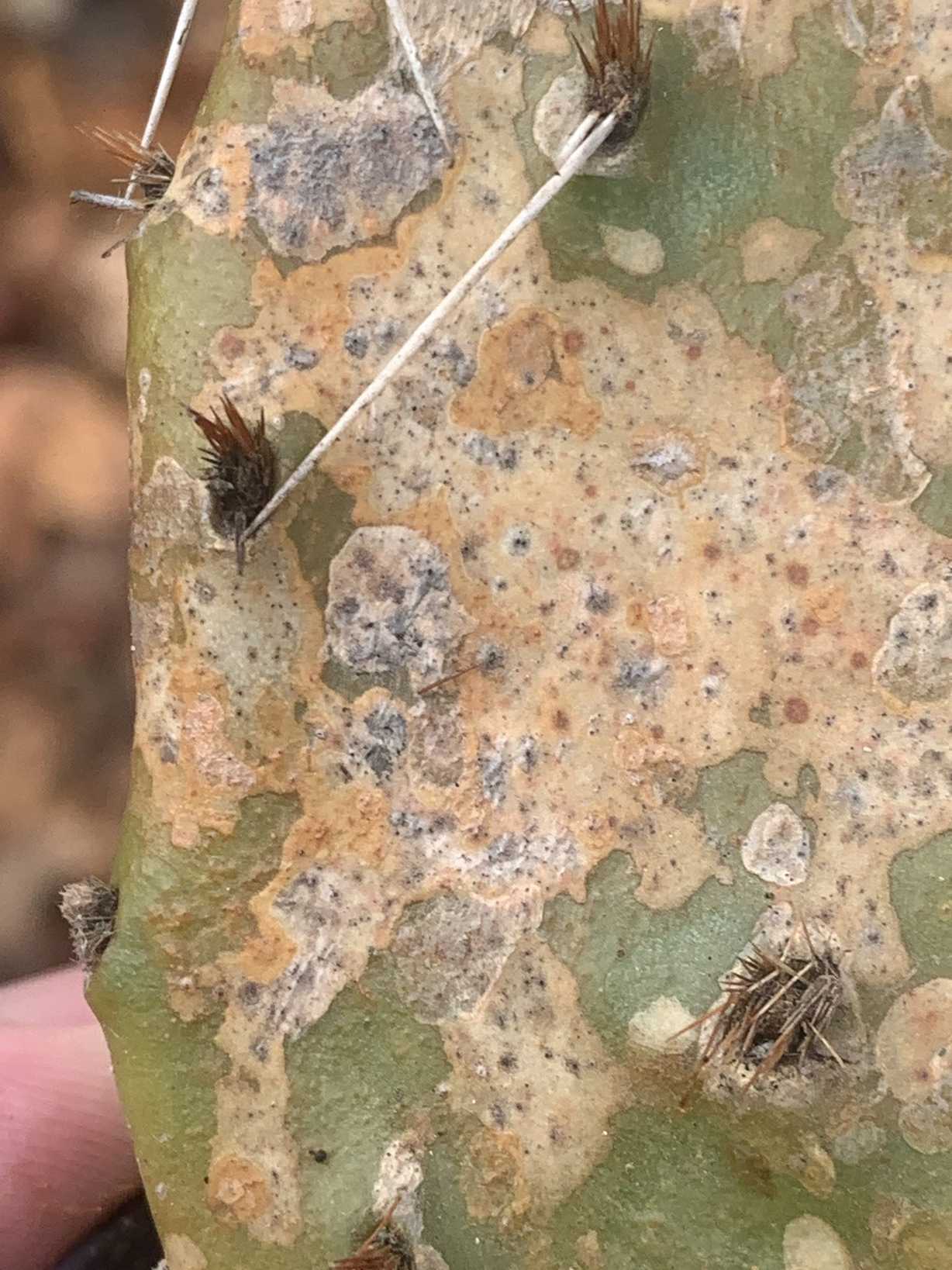 Curvularia cactivora