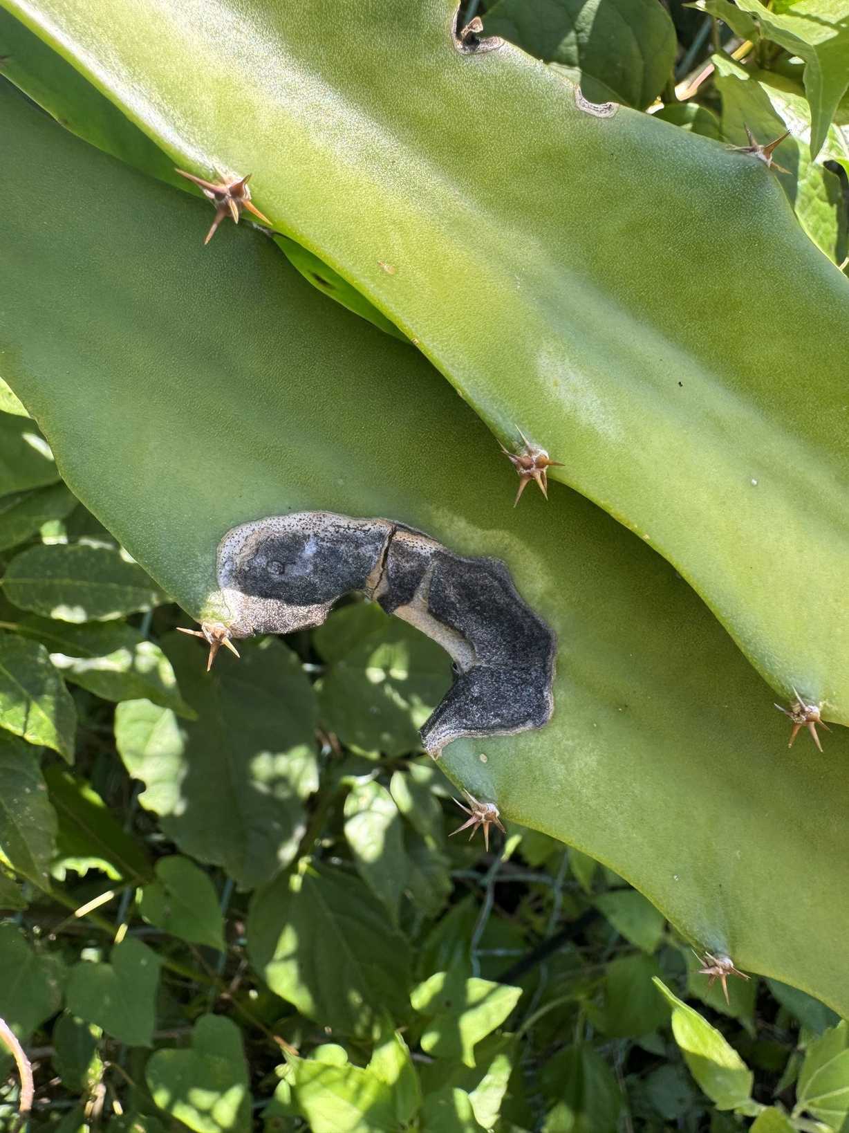 Curvularia cactivora