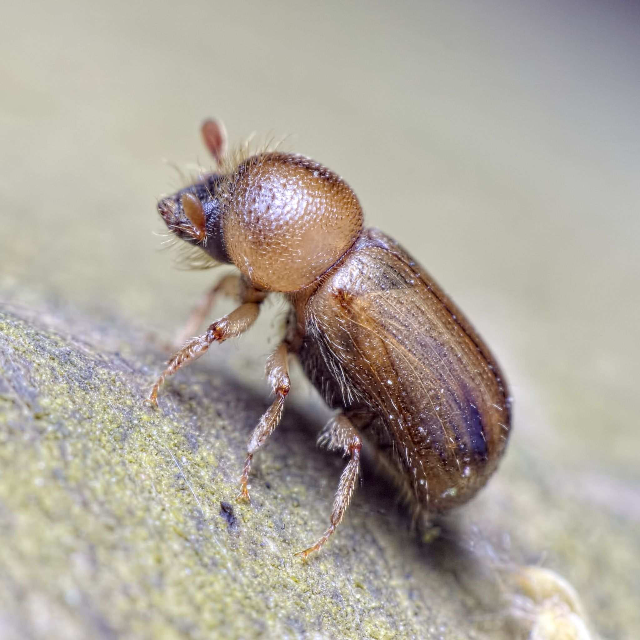 Trypodendron signatum