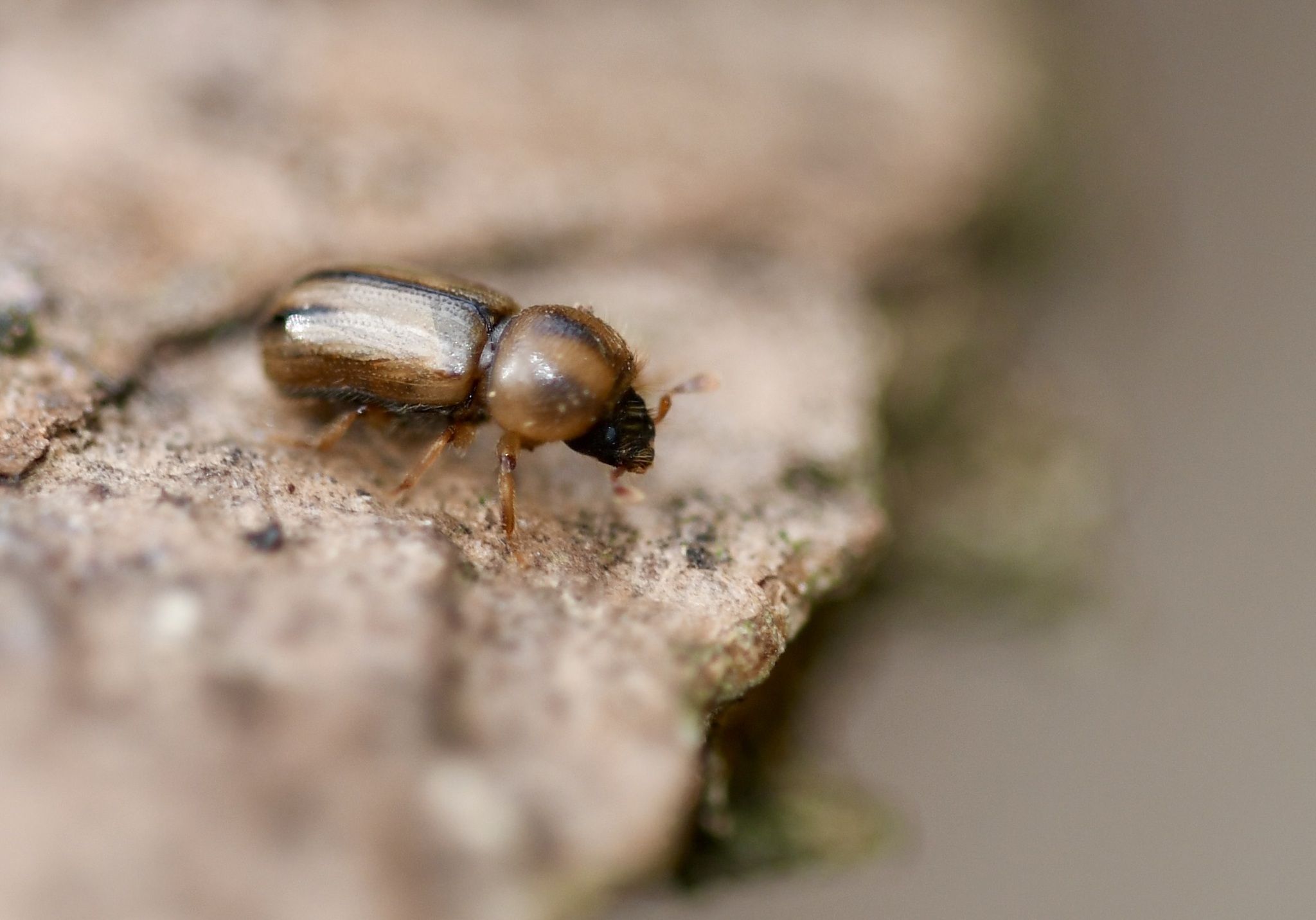 Trypodendron signatum