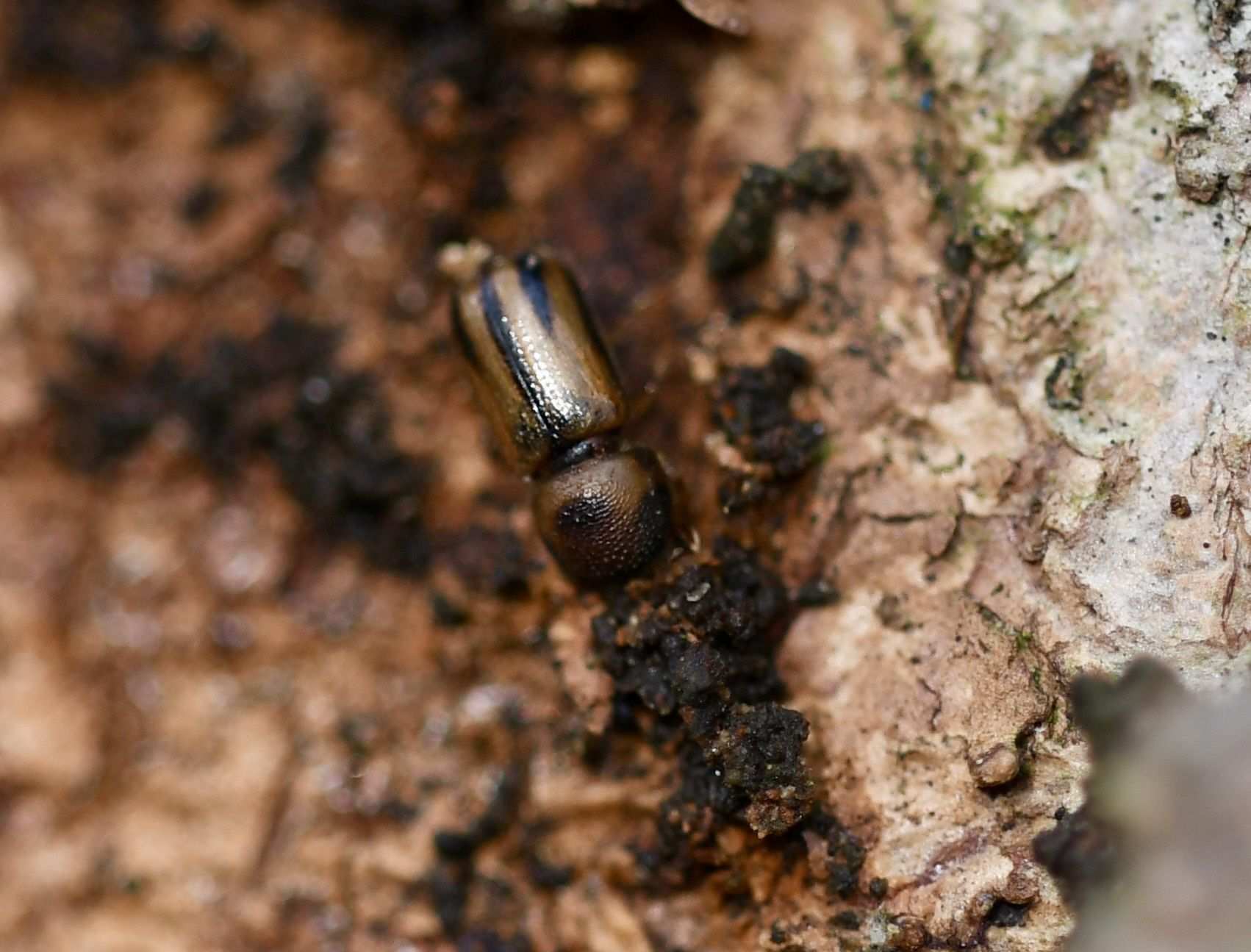 Trypodendron signatum