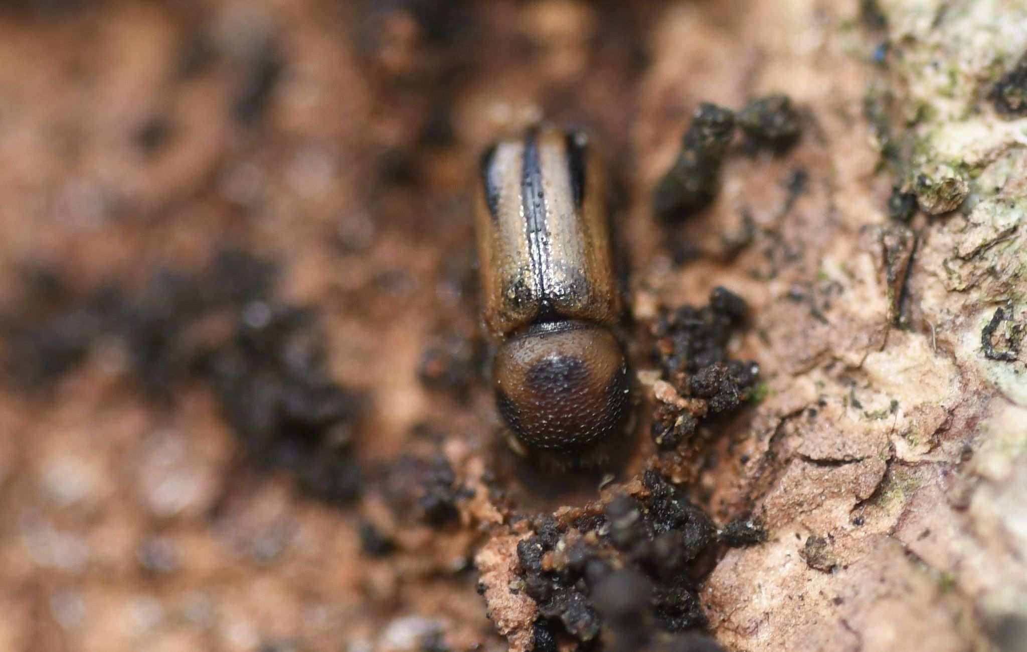 Trypodendron signatum