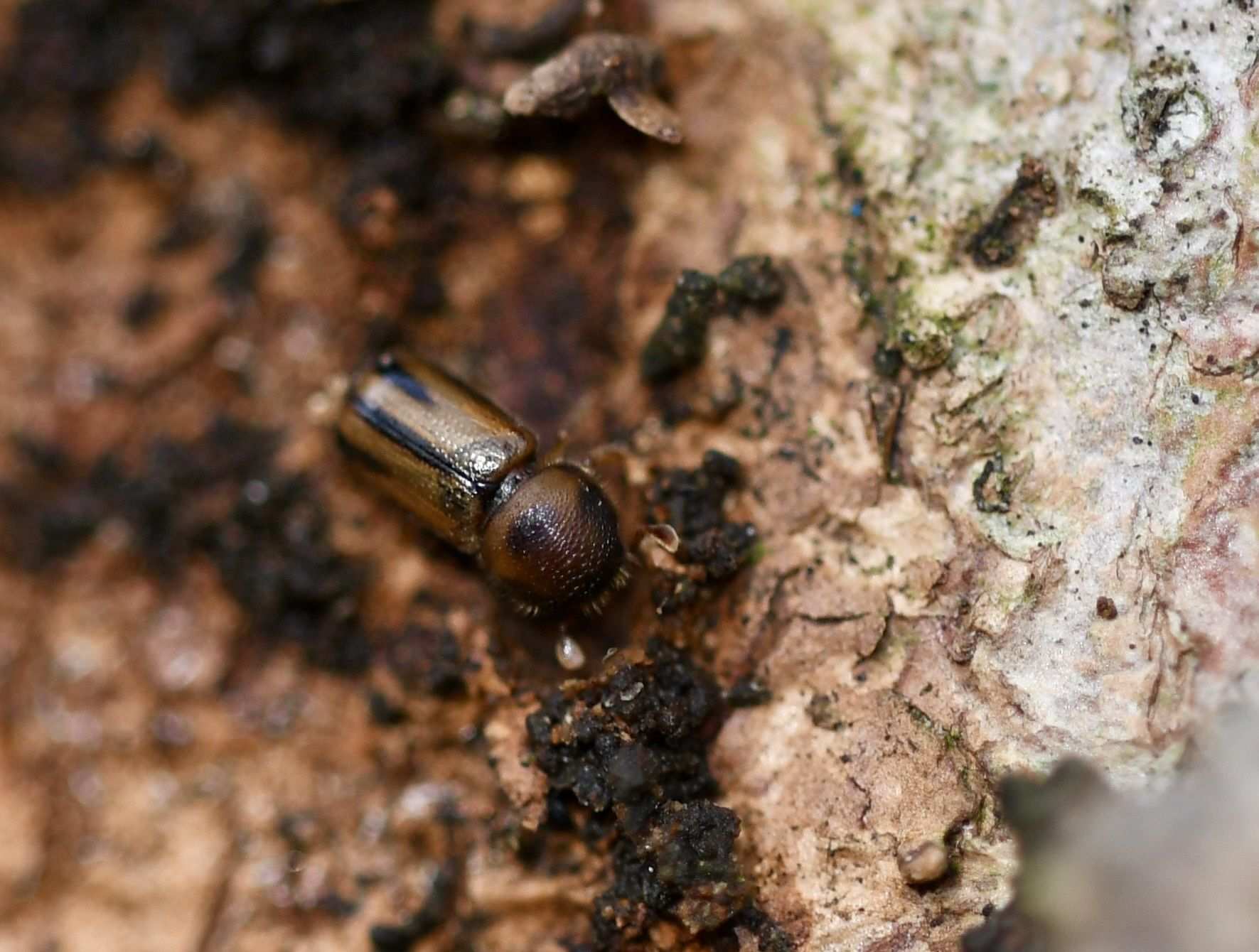 Trypodendron signatum
