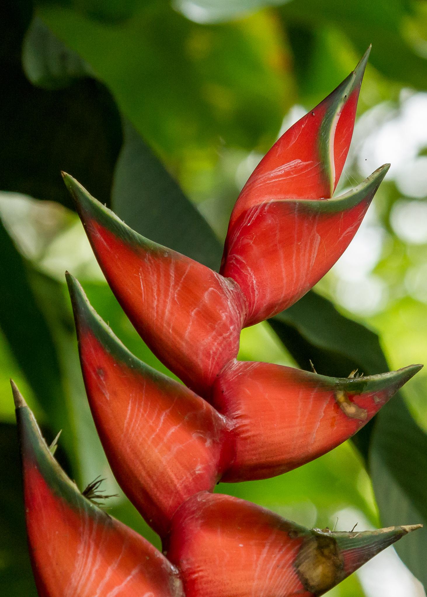 Heliconia bihai