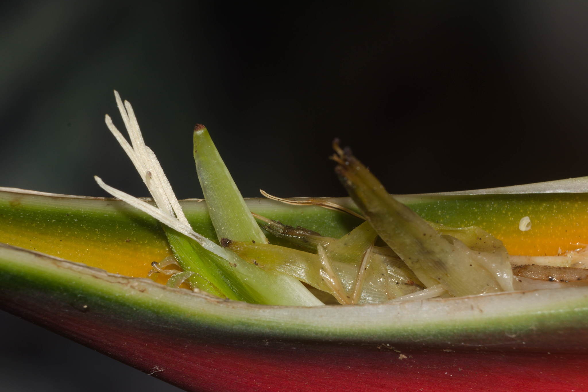 Heliconia bihai