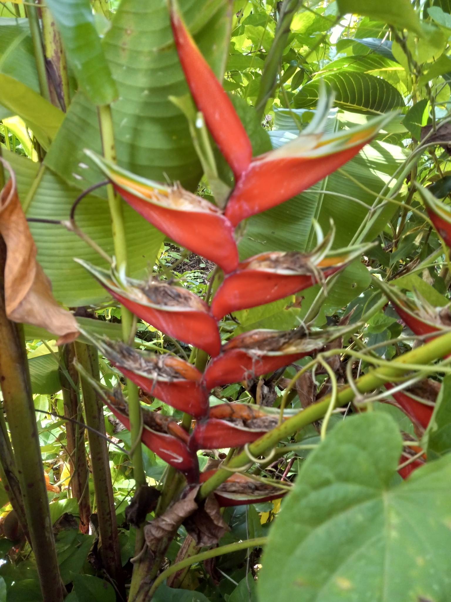 Heliconia bihai