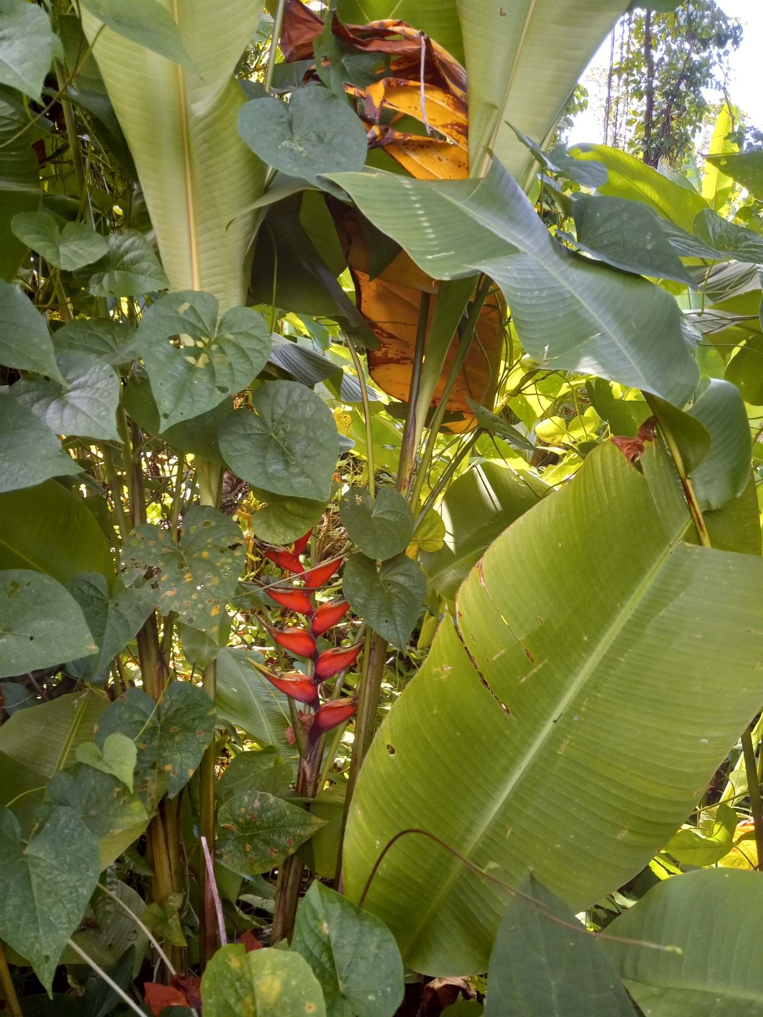 Heliconia bihai