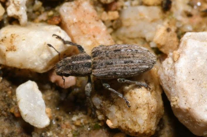 Sitona callosus