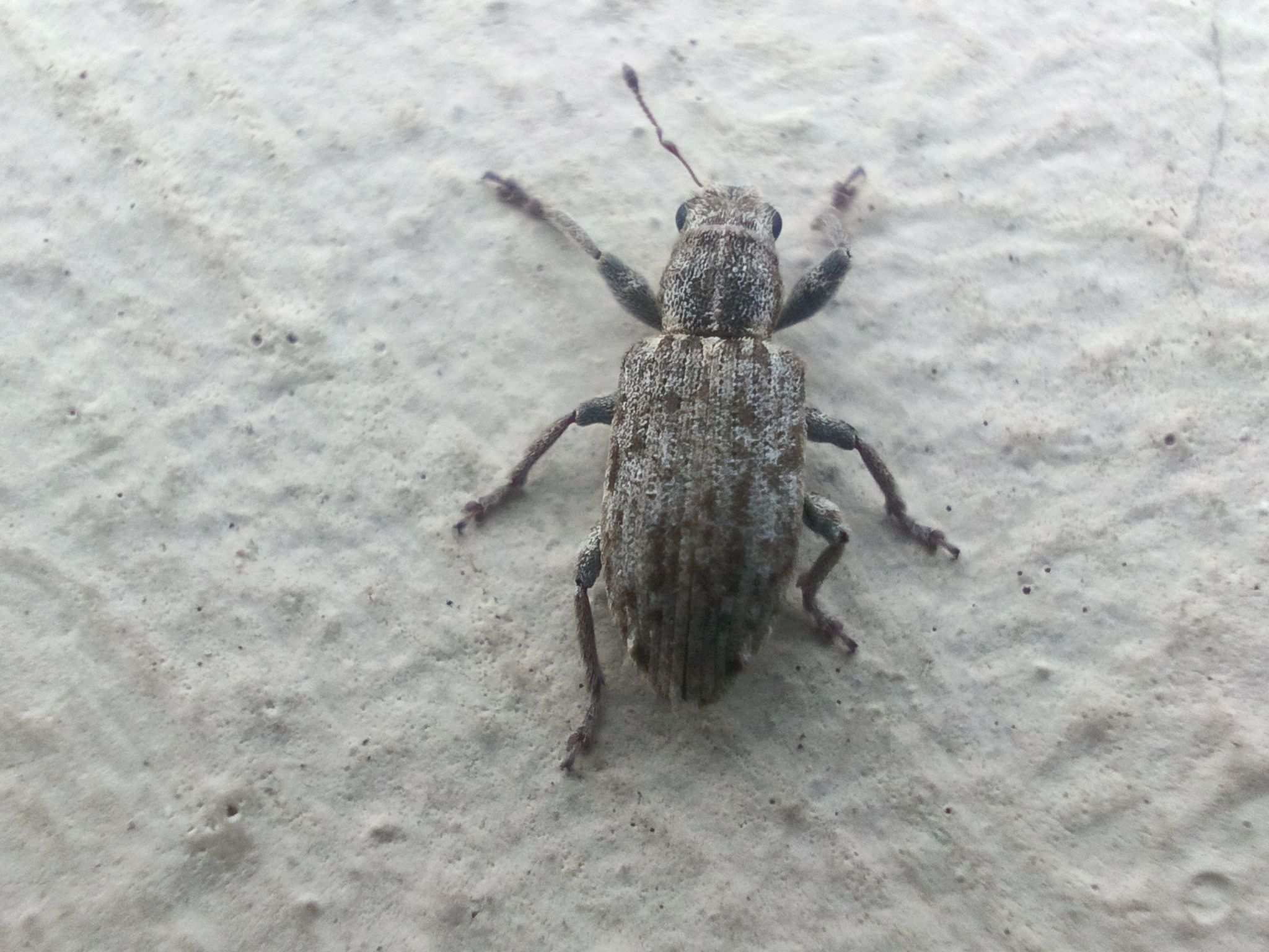 Sitona callosus