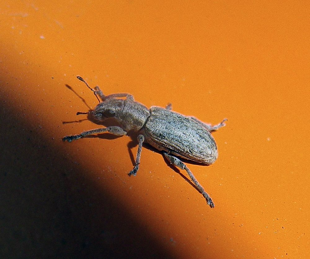 Sitona callosus