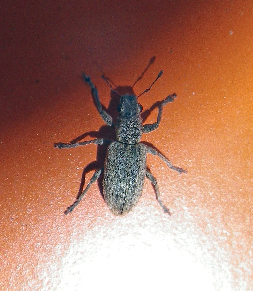 Sitona callosus