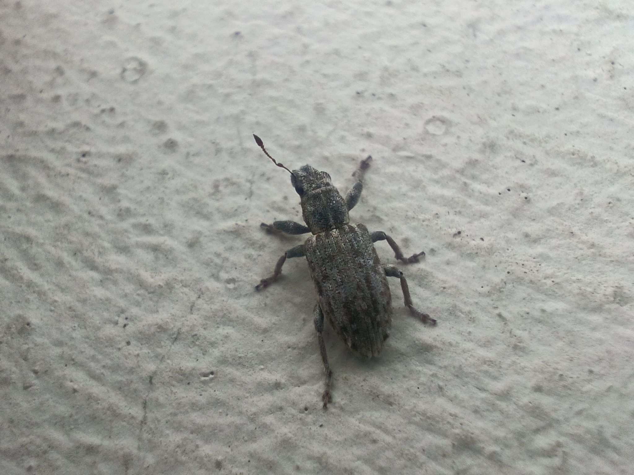 Sitona callosus
