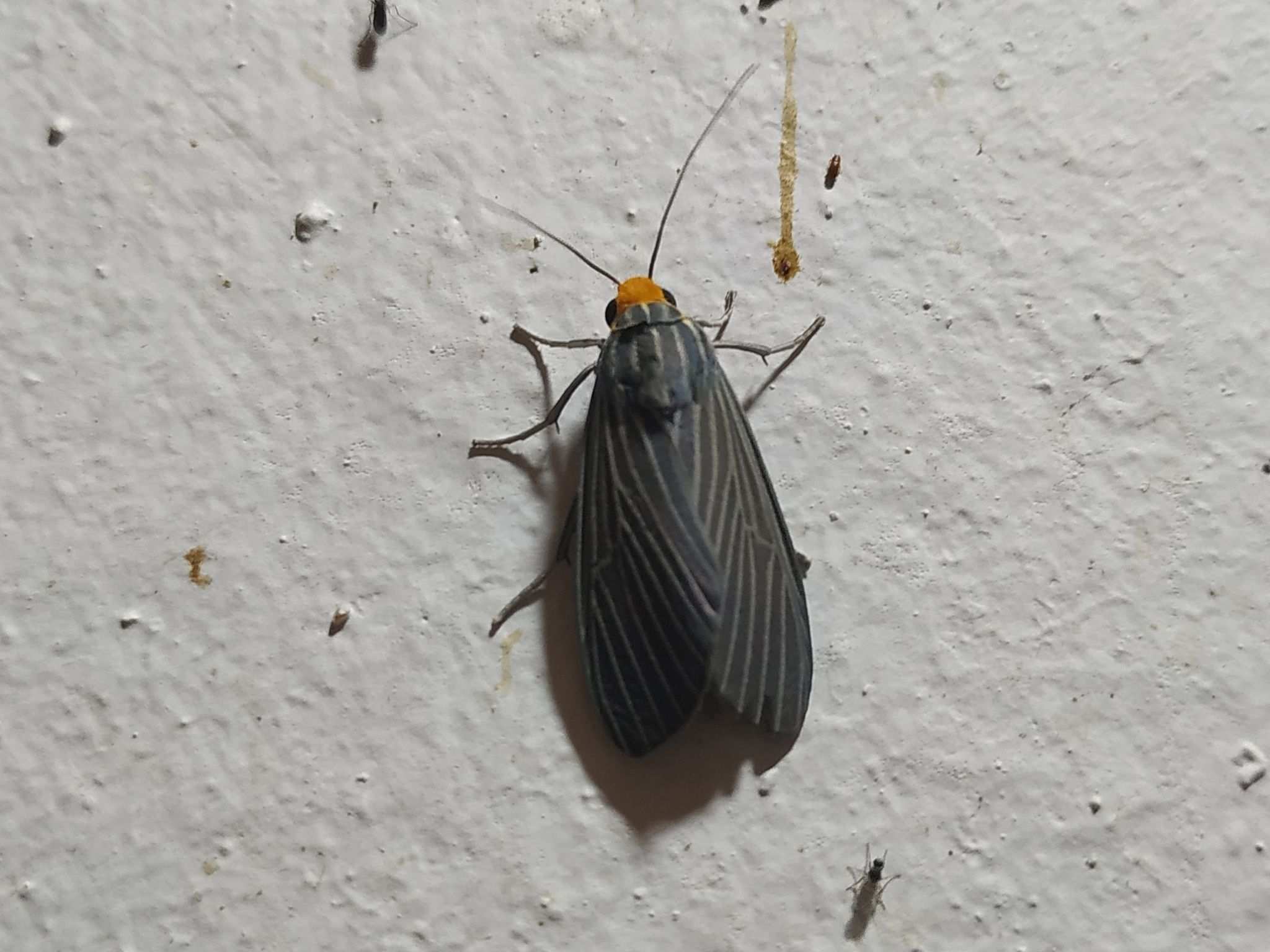 Apyre separata