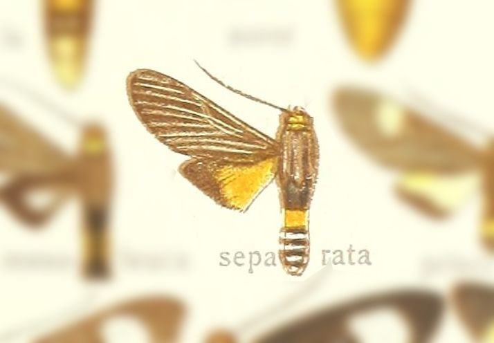 Apyre separata