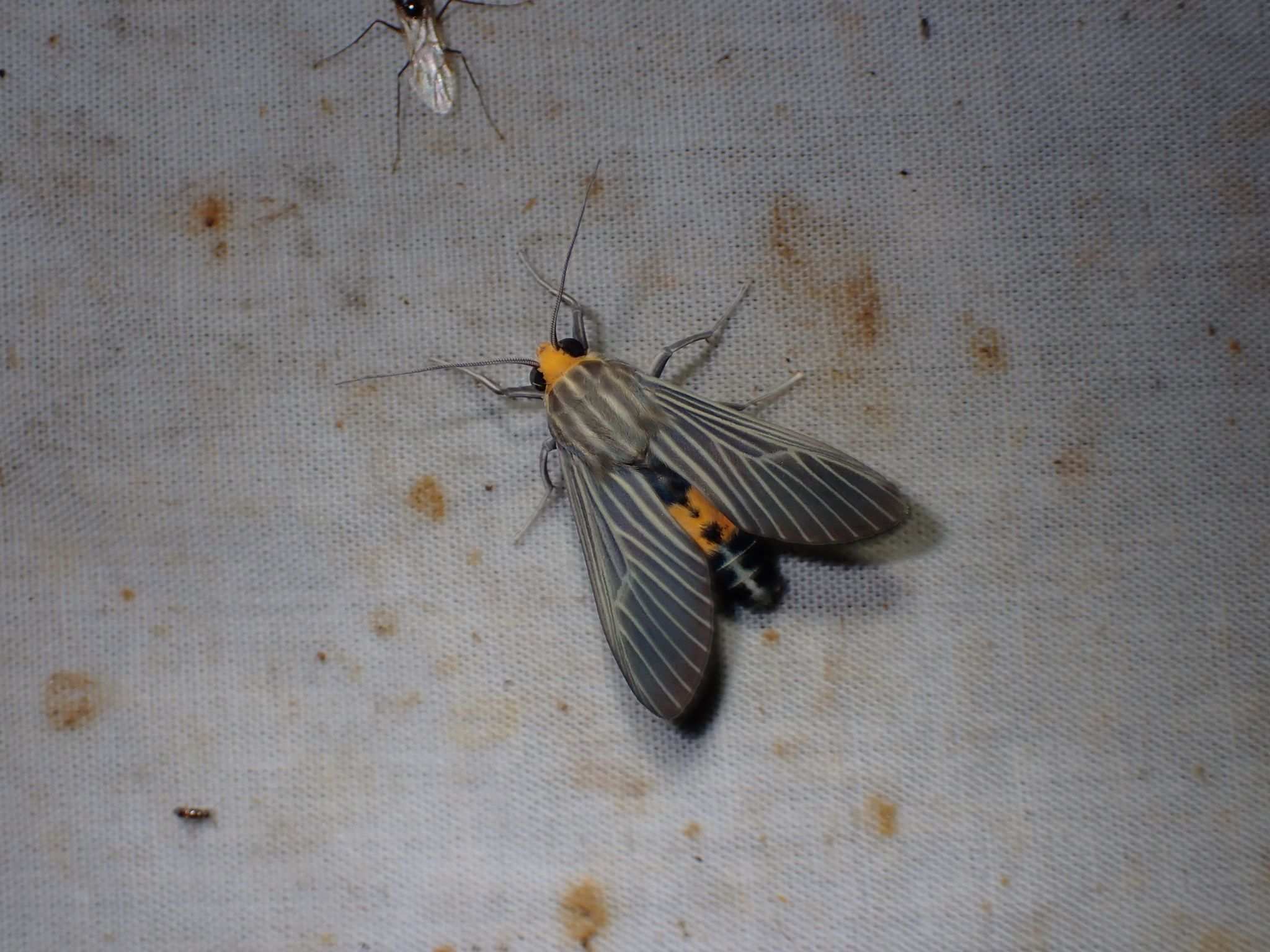 Apyre separata