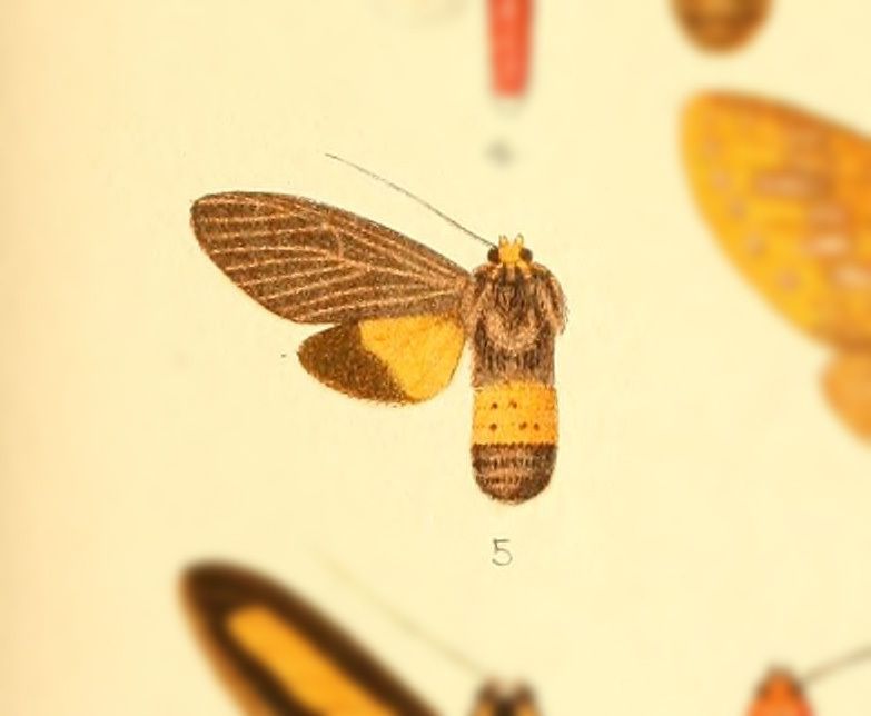 Apyre separata