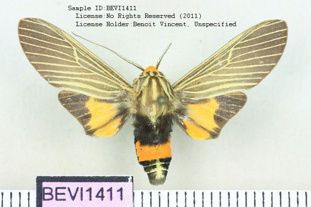 Apyre separata