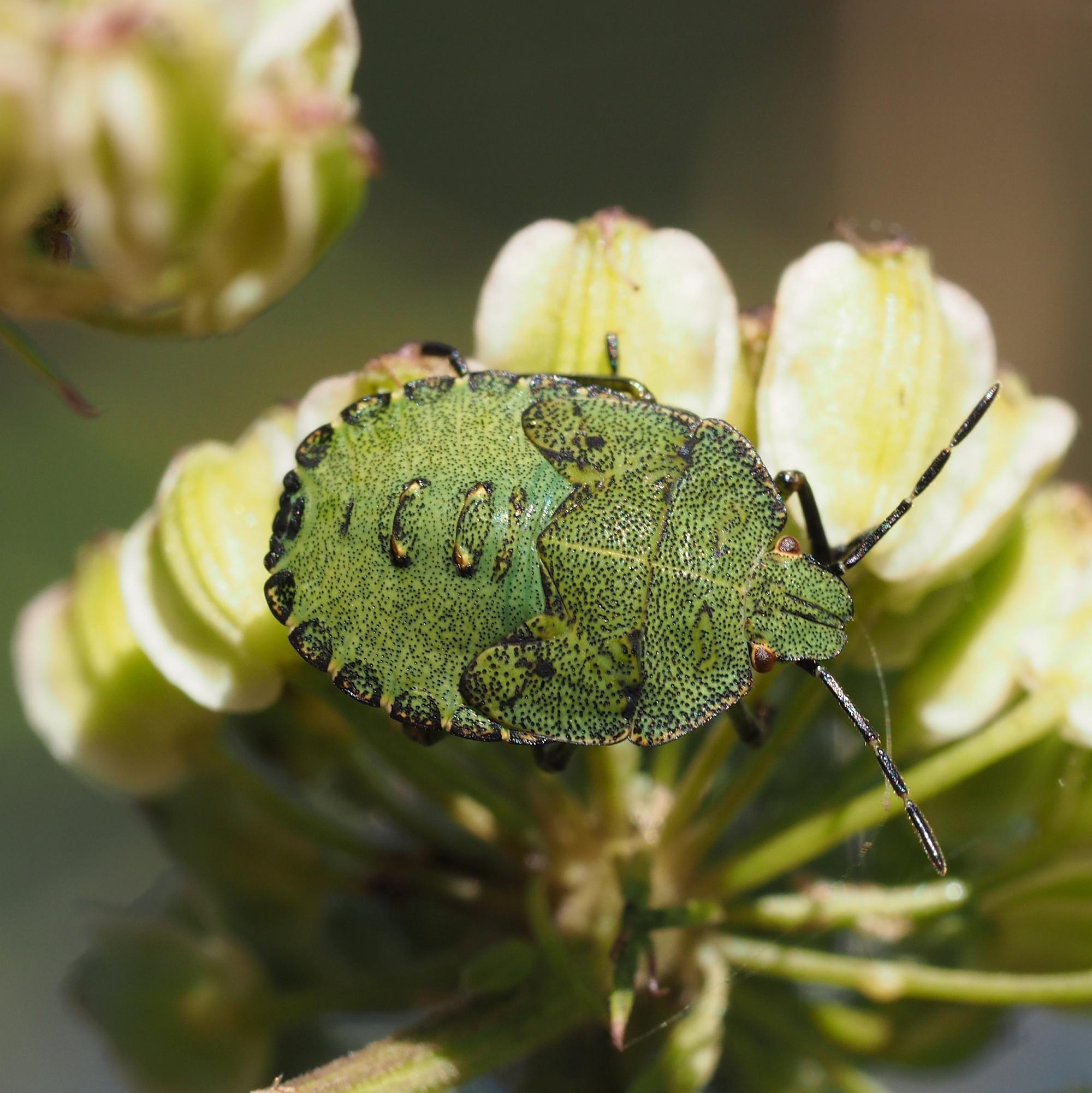 Palomena prasina