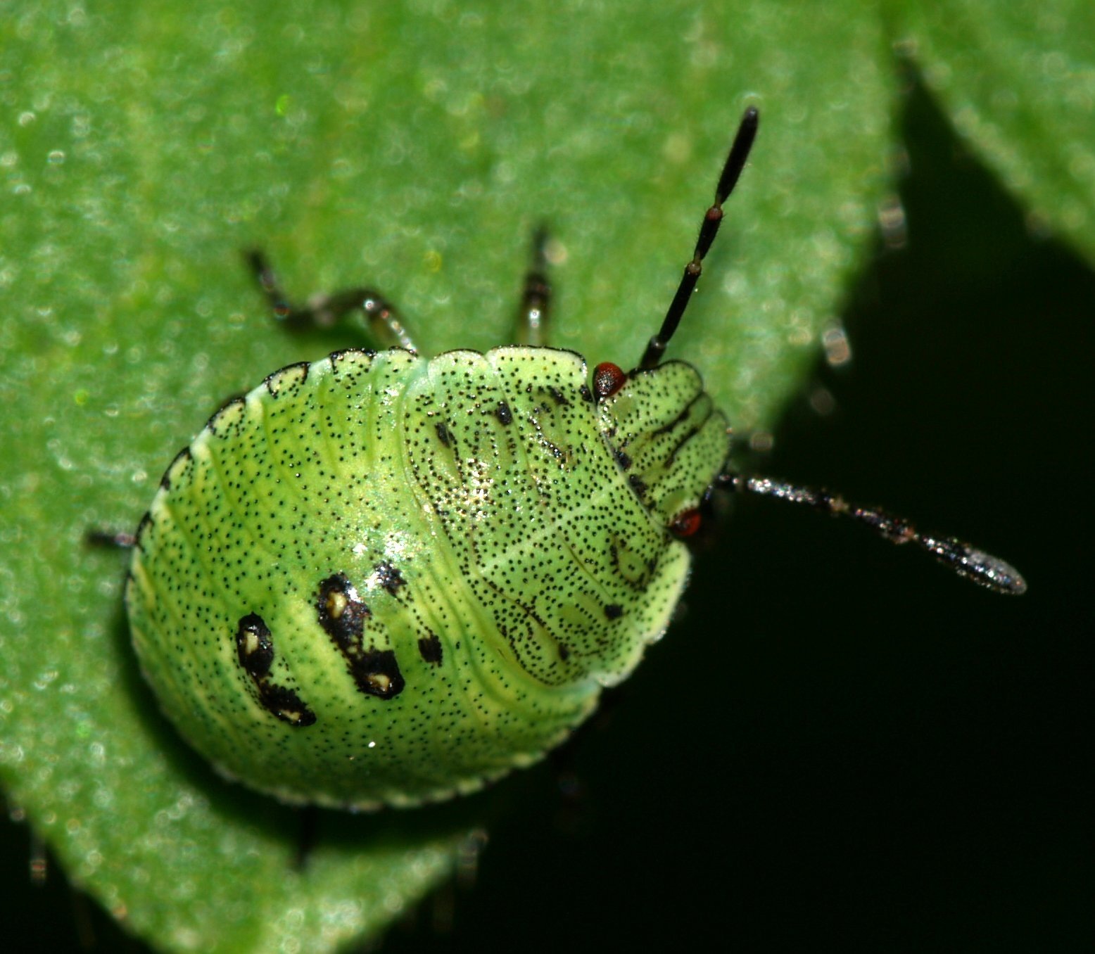Palomena prasina