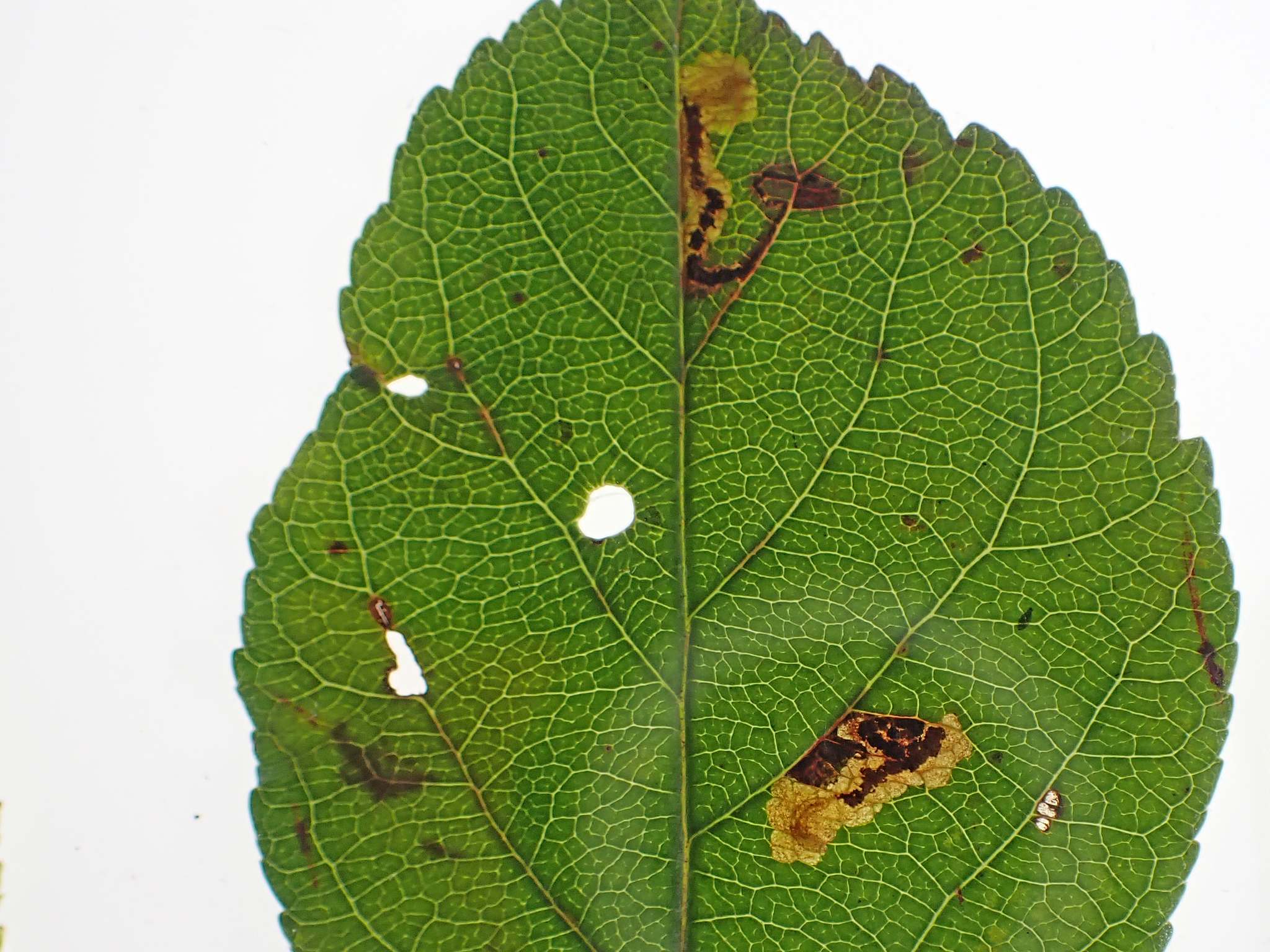 Stigmella incognitella