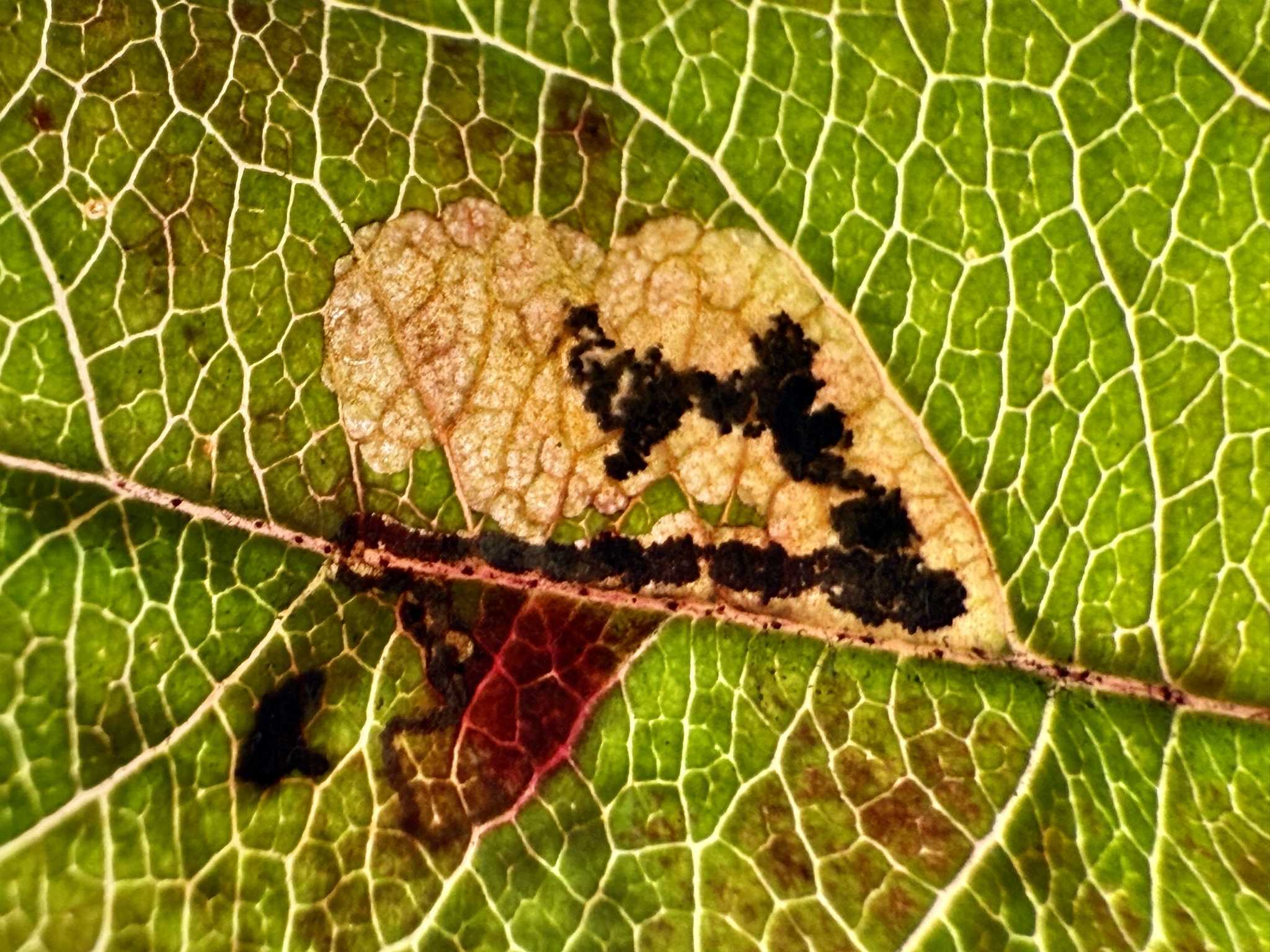 Stigmella incognitella