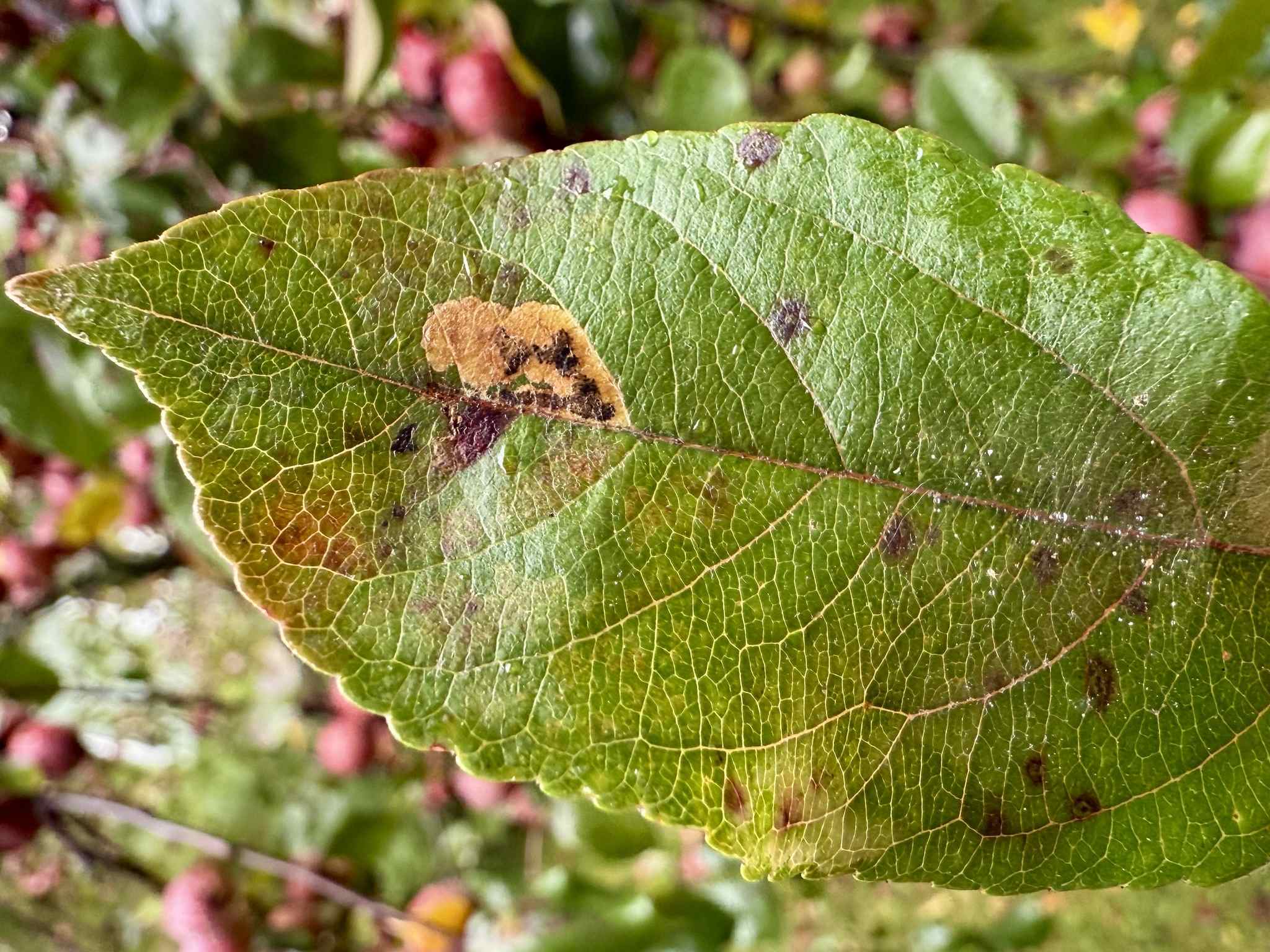 Stigmella incognitella
