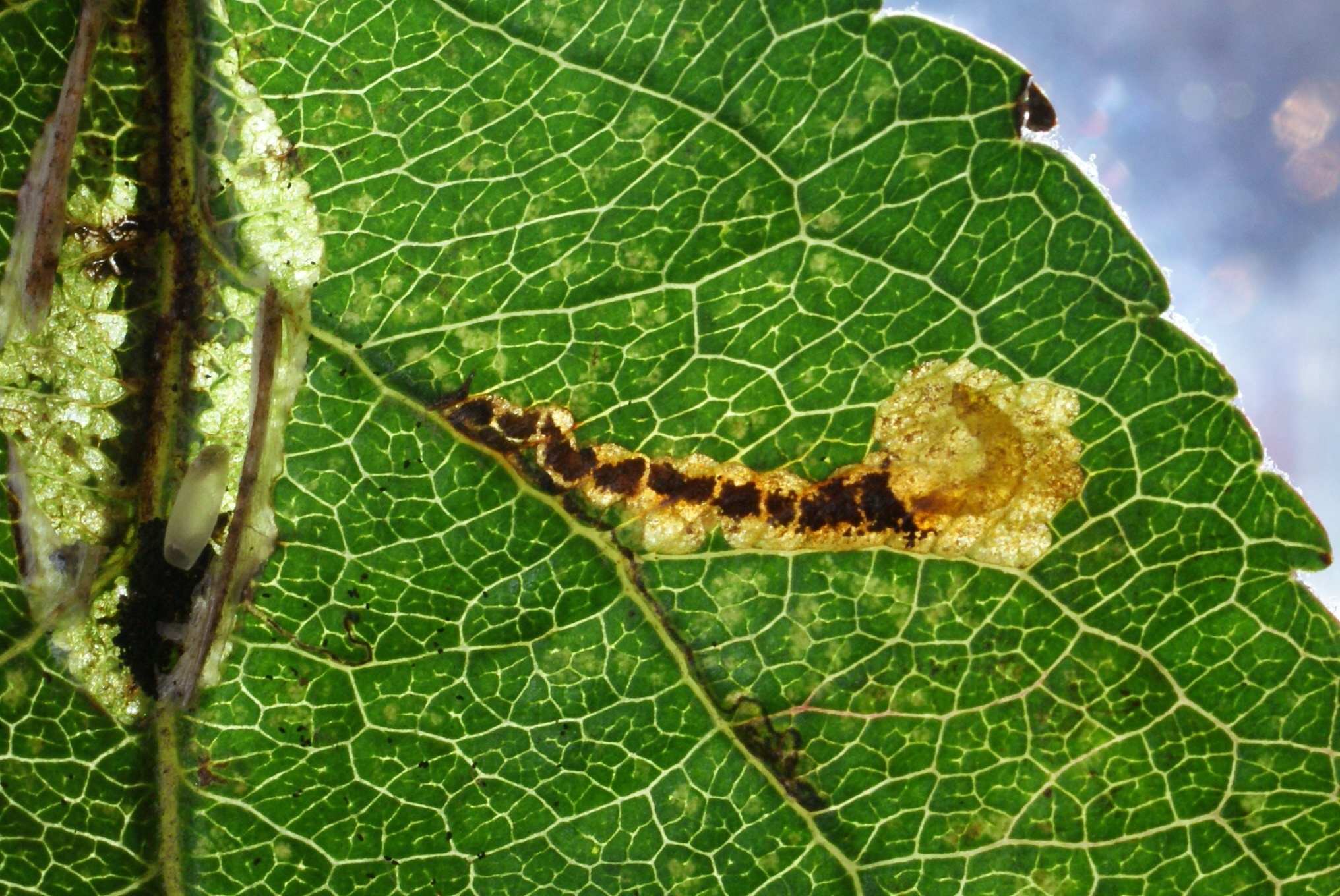 Stigmella incognitella
