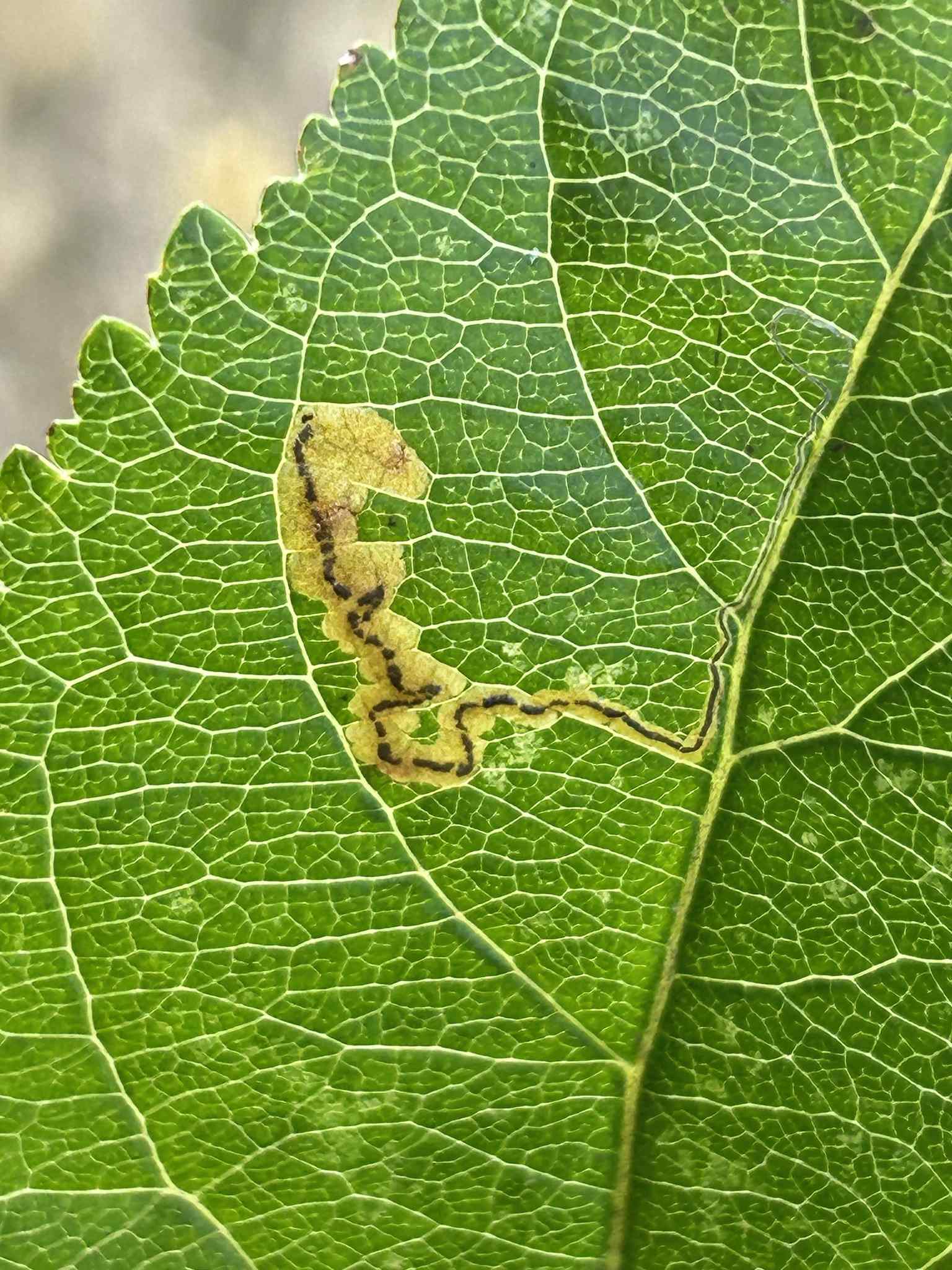 Stigmella incognitella