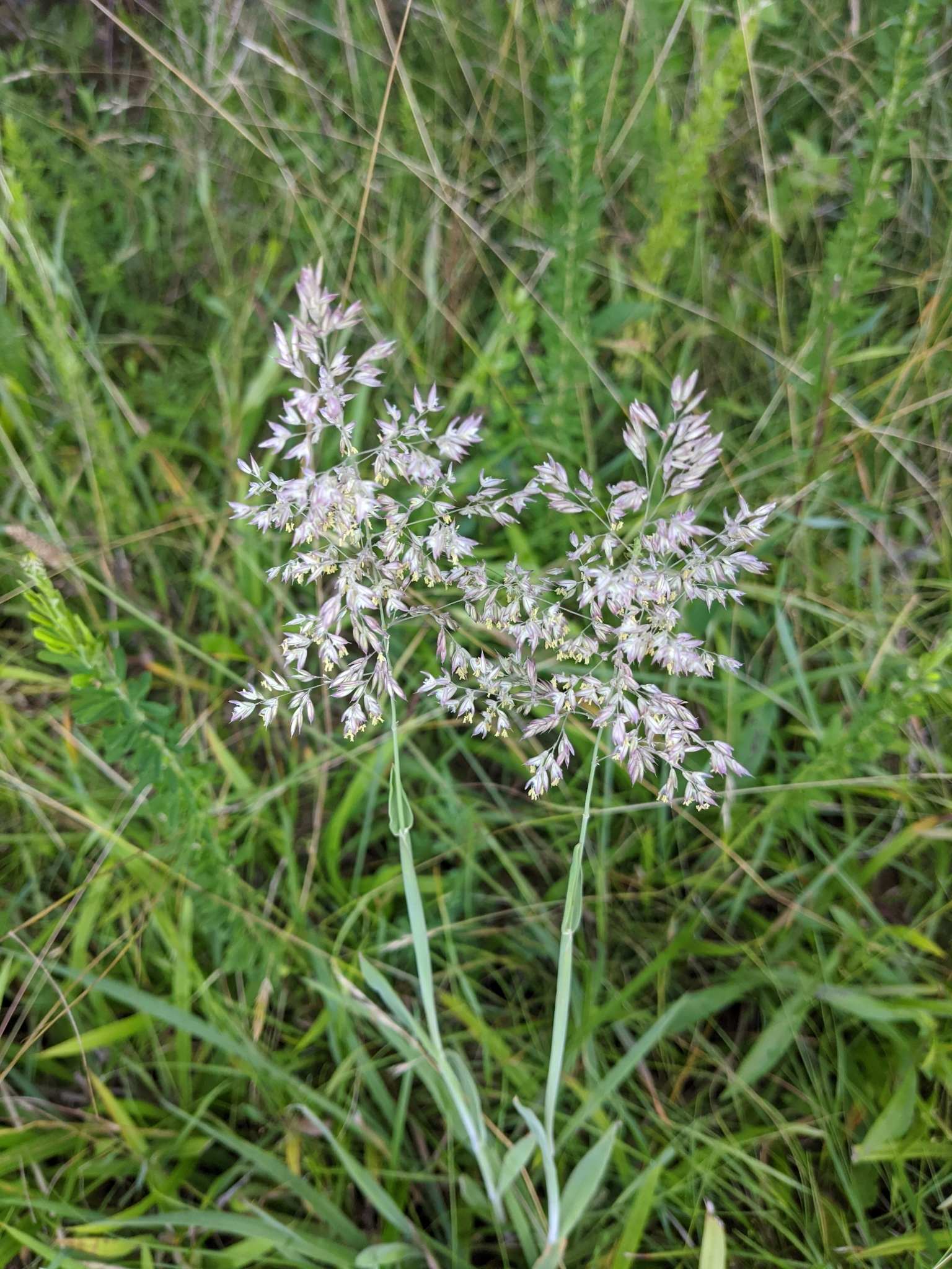 Holcus lanatus