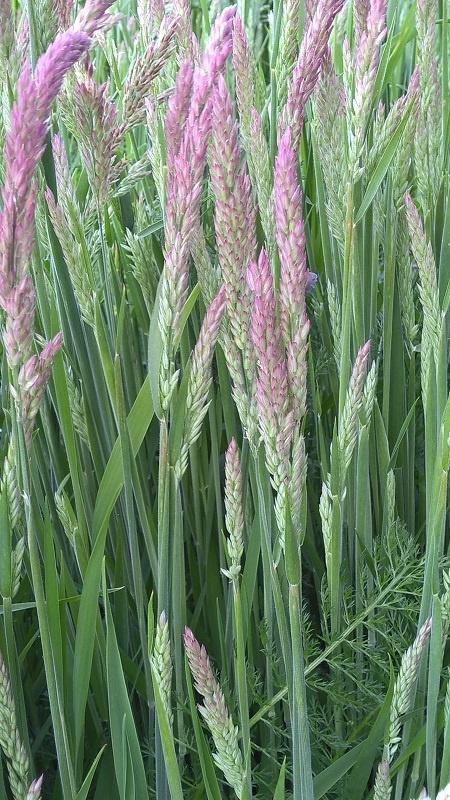 Holcus lanatus