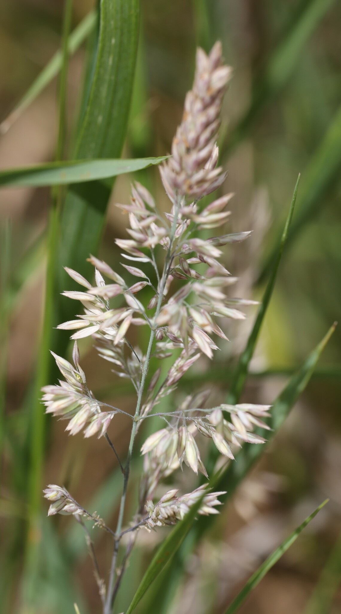 Holcus lanatus