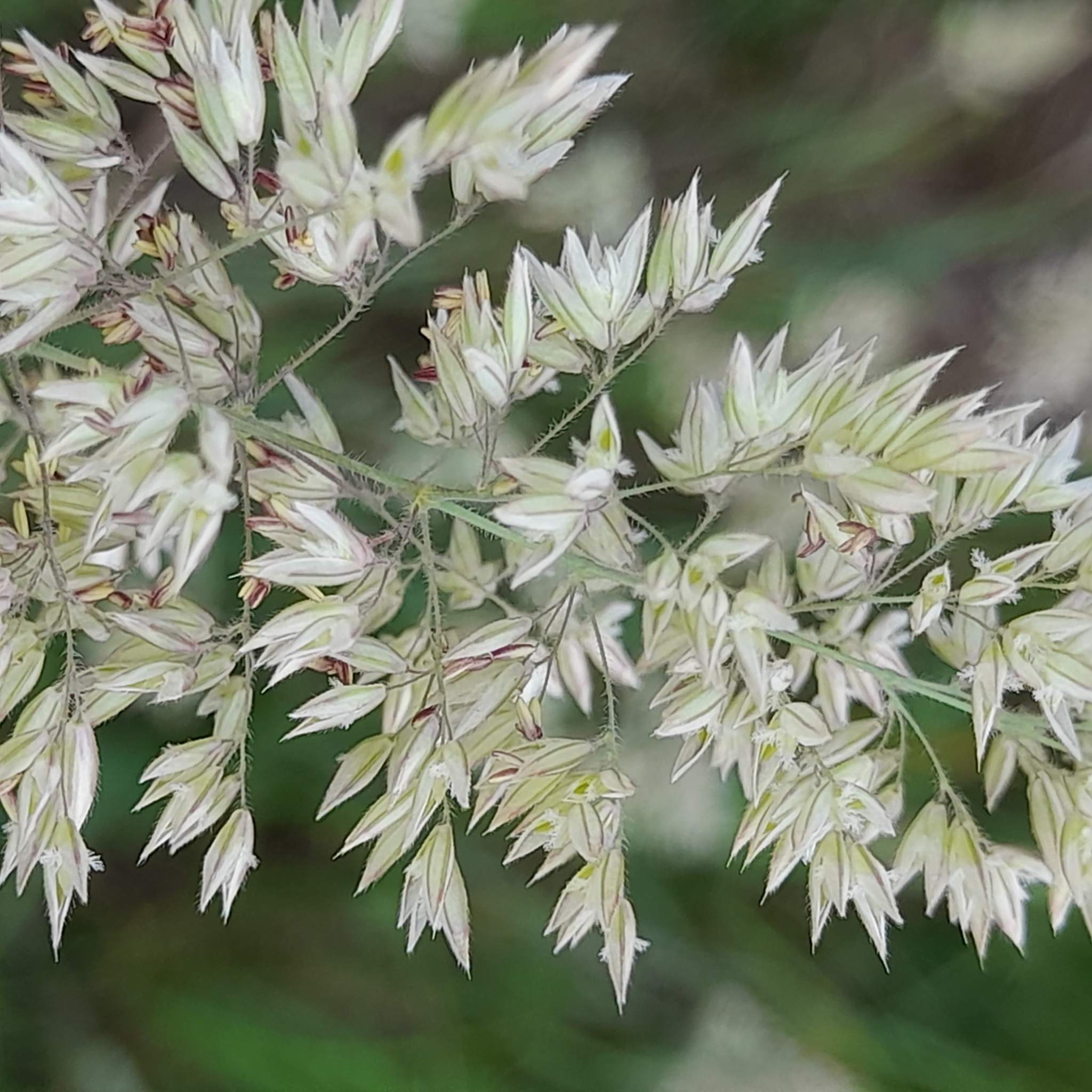 Holcus lanatus