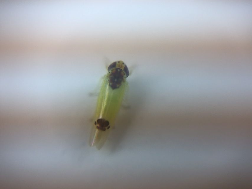 Amrasca splendens