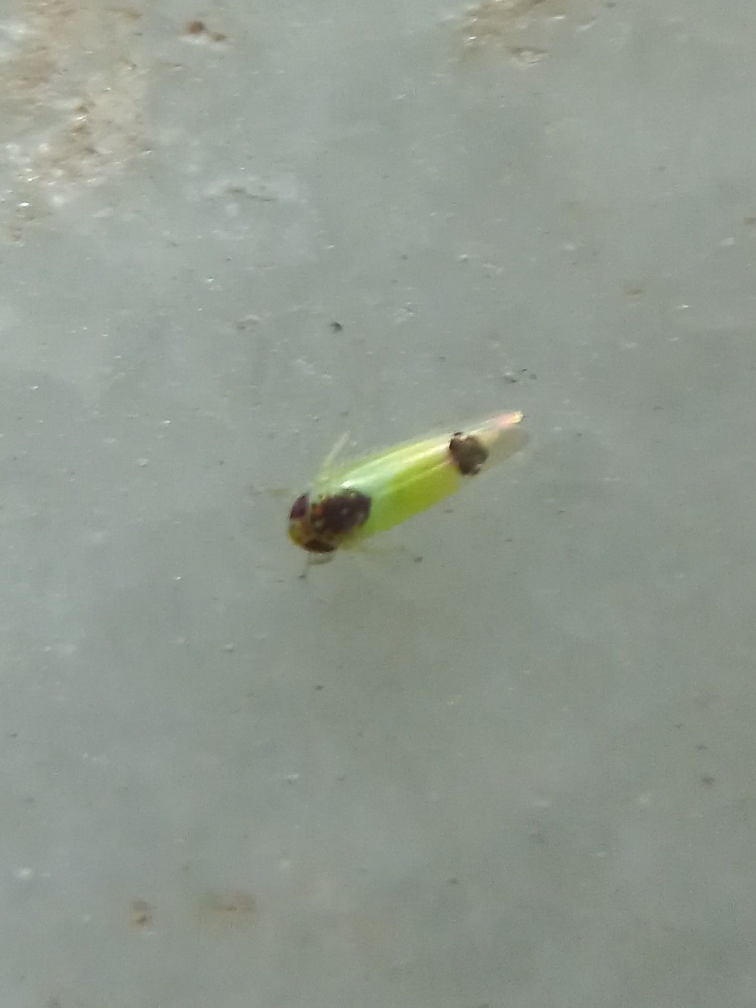 Amrasca splendens