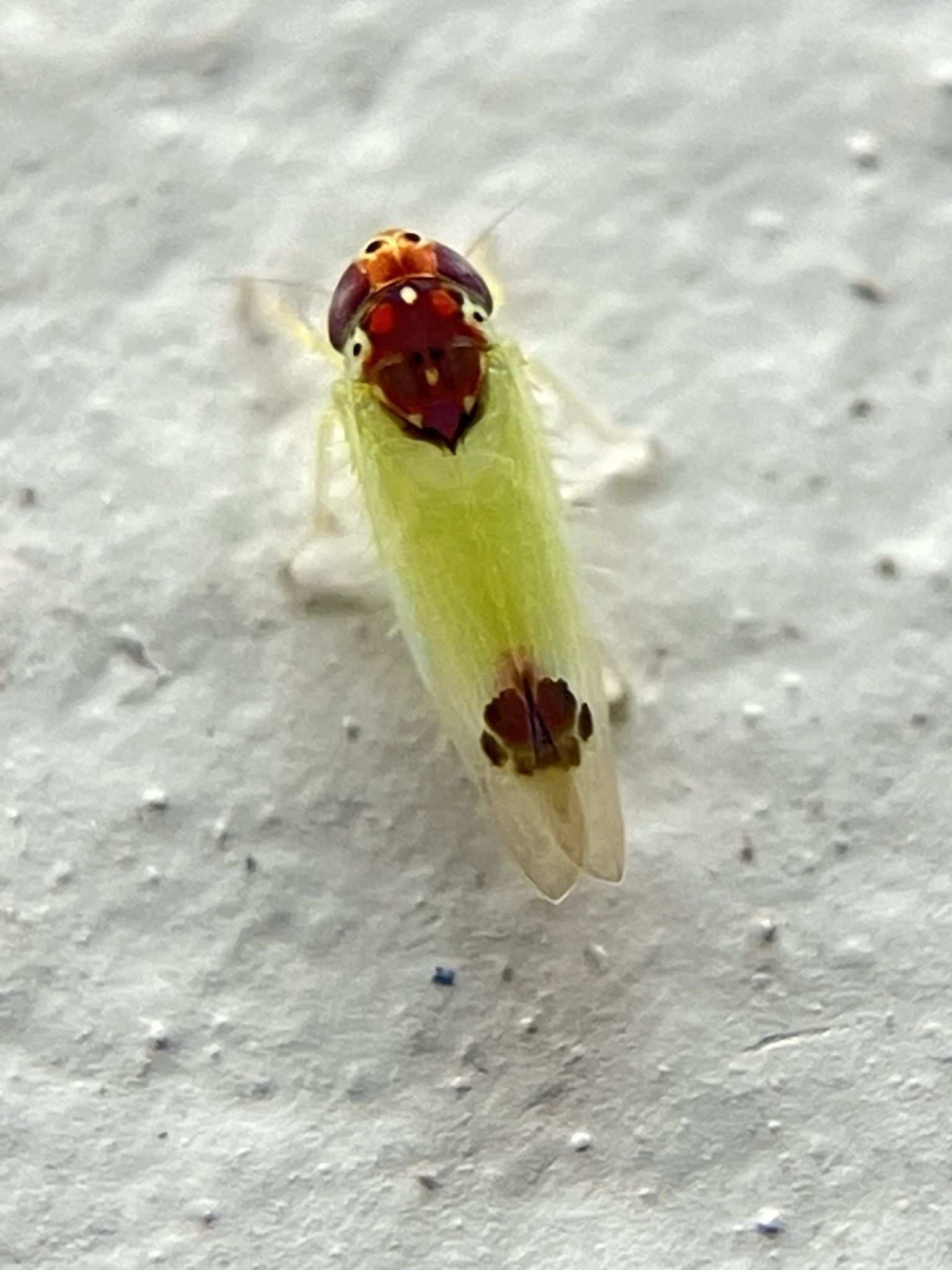 Amrasca splendens