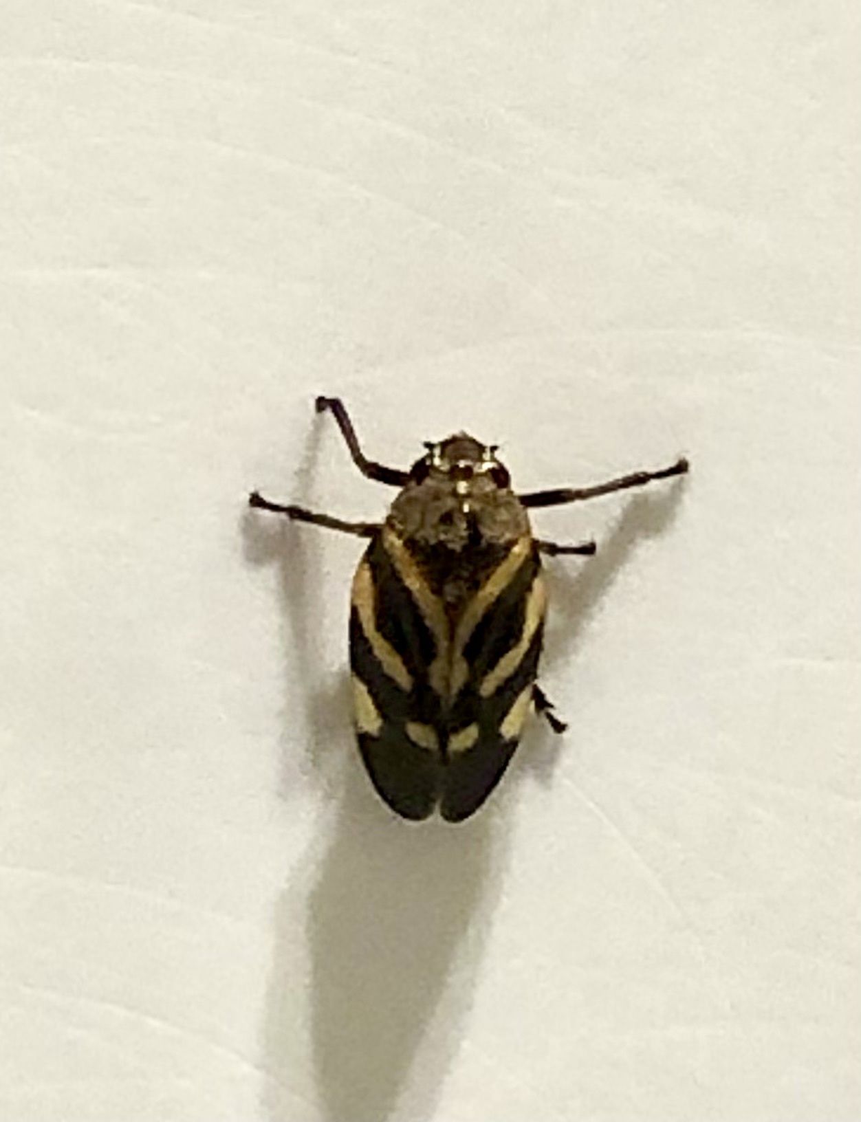 Aeneolamia reducta