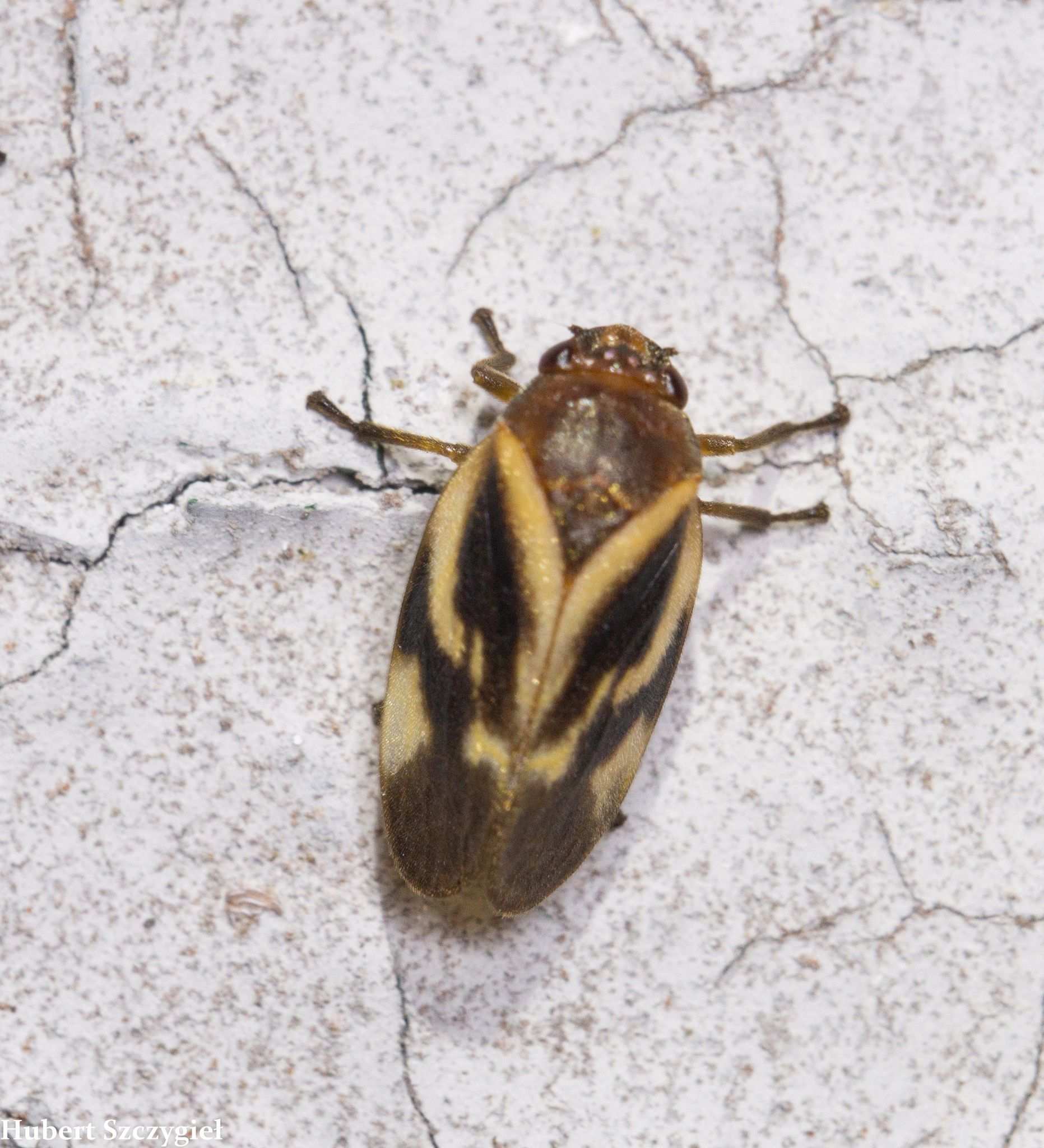 Aeneolamia reducta