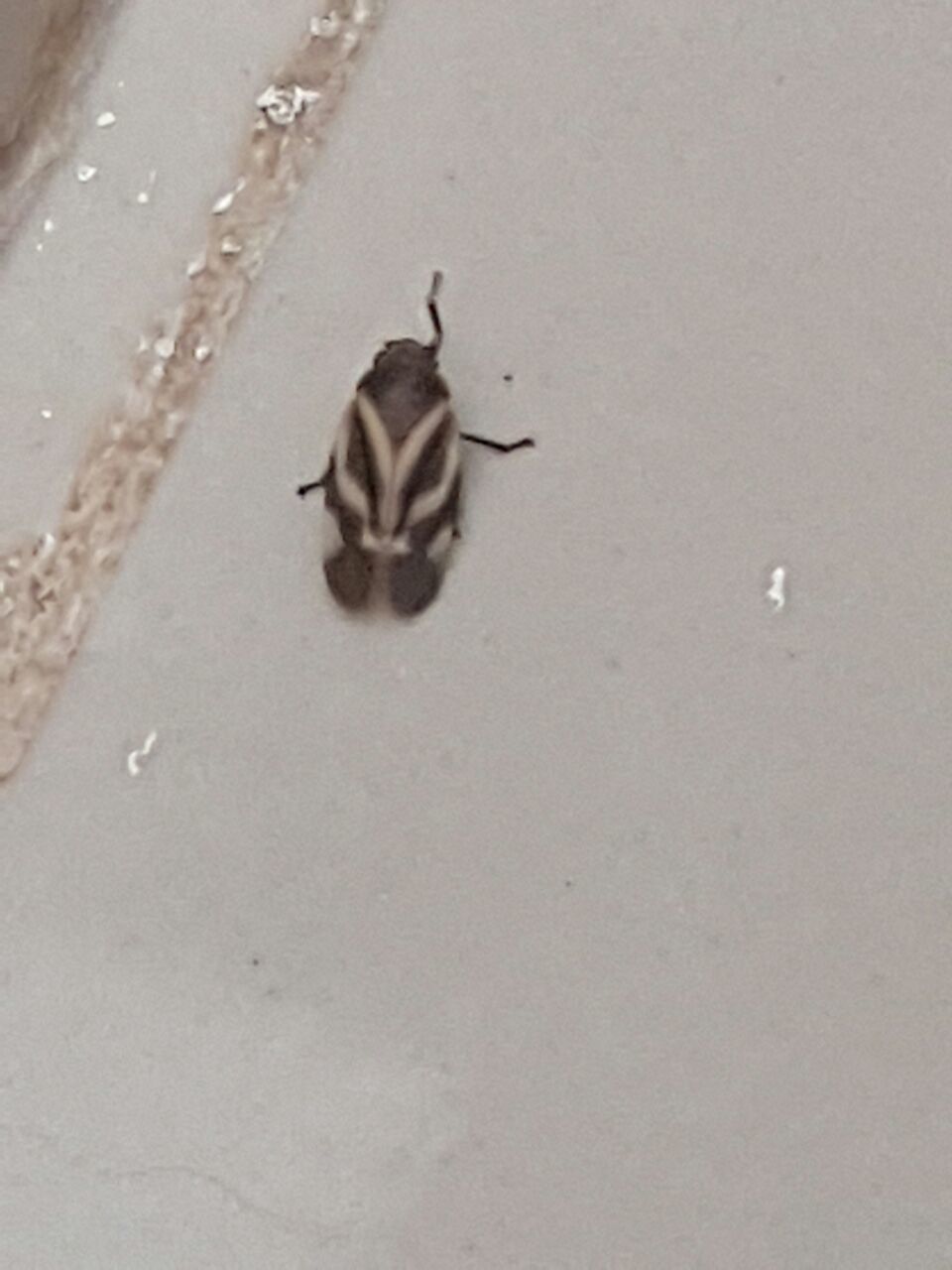 Aeneolamia reducta