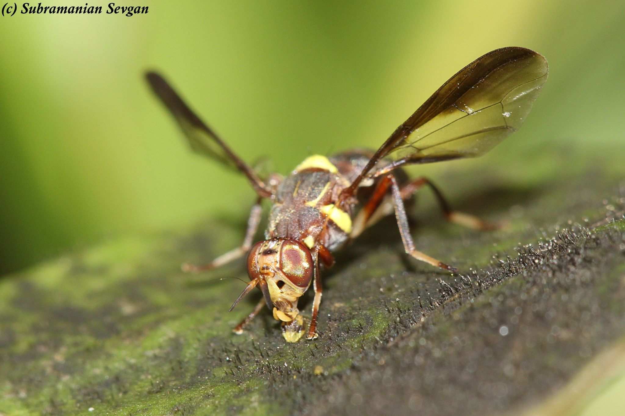 Dacus bivittatus
