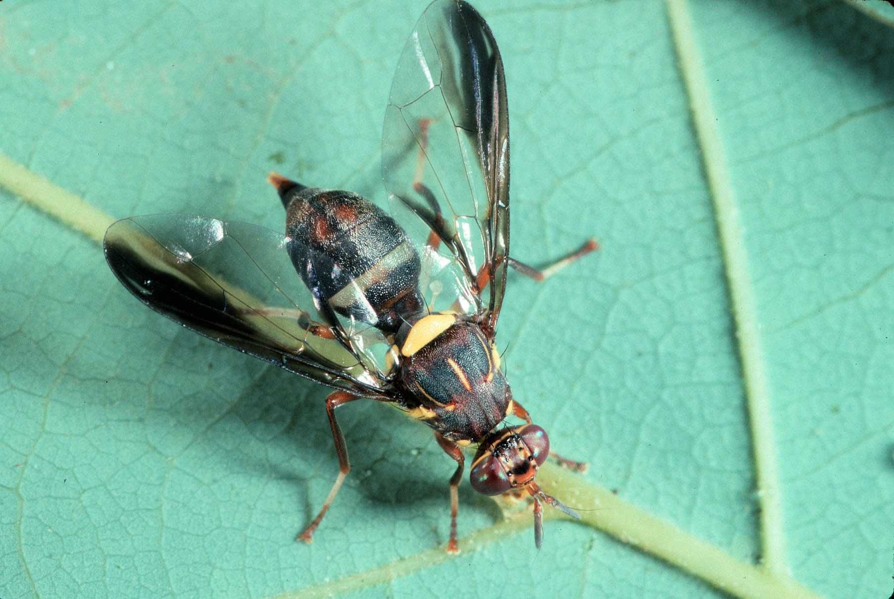 Dacus bivittatus