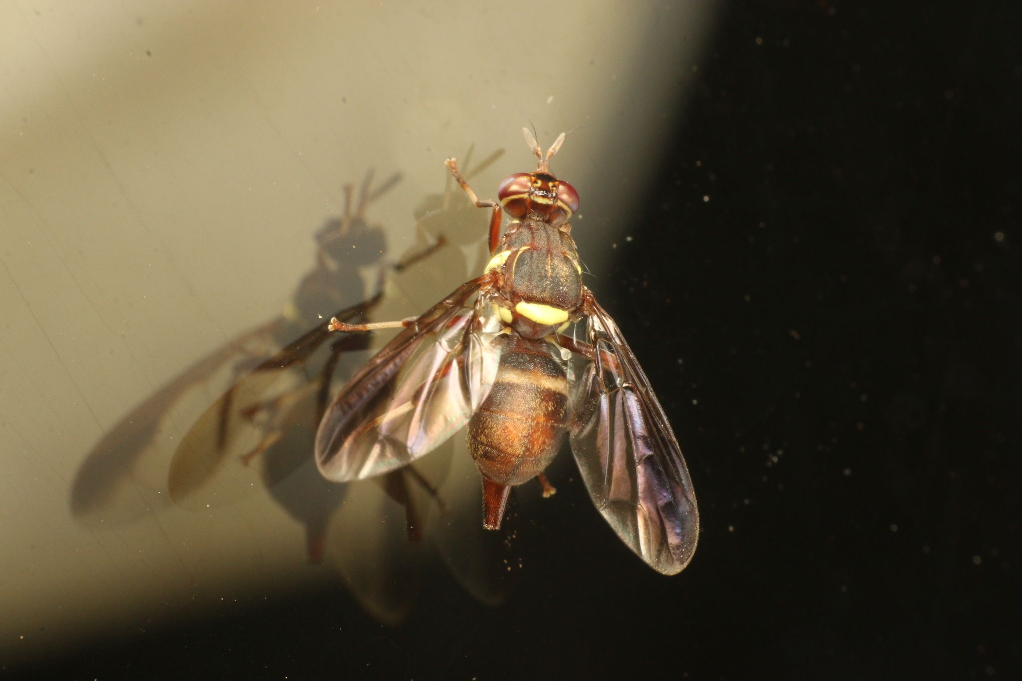 Dacus bivittatus