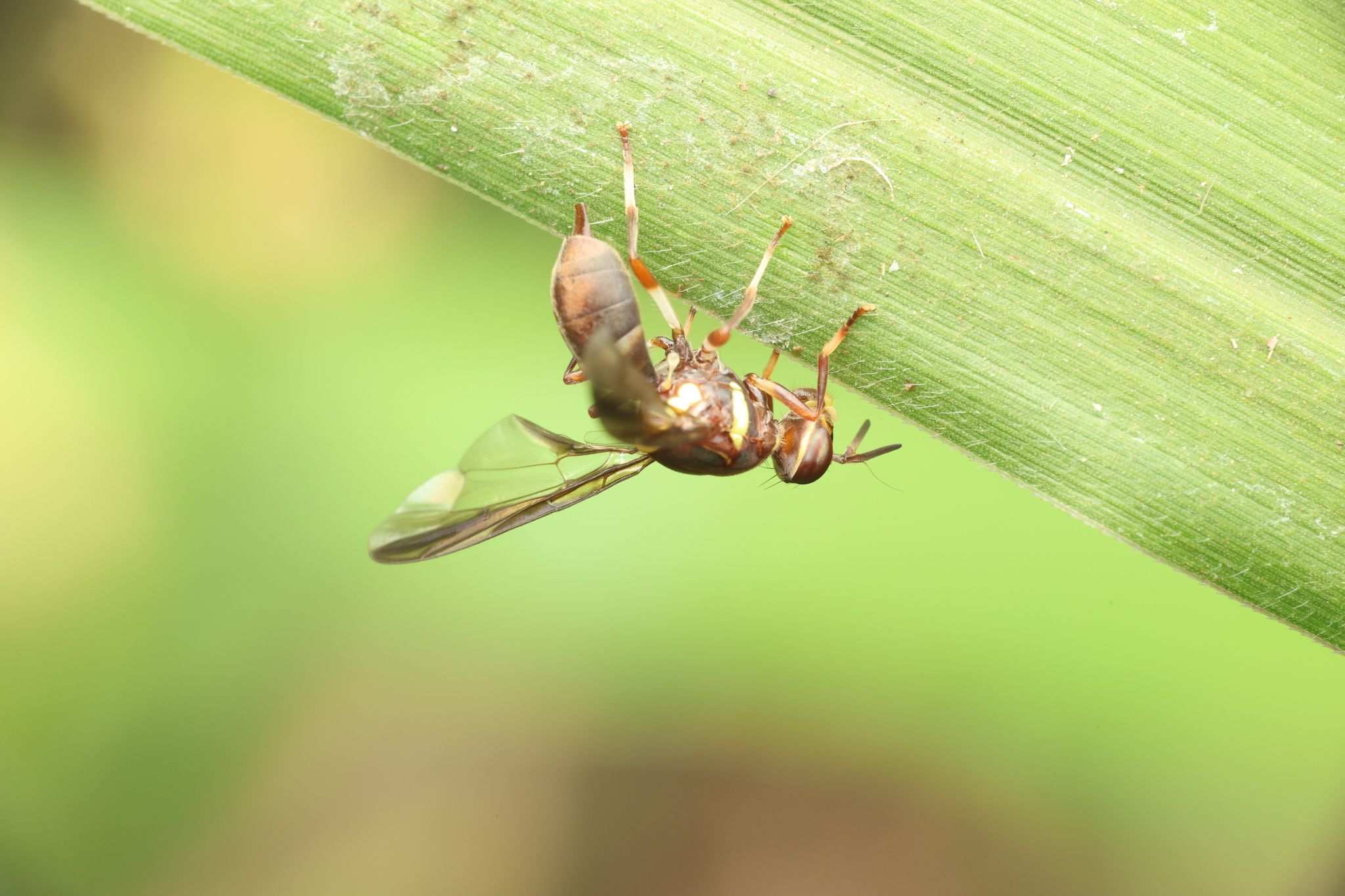 Dacus bivittatus