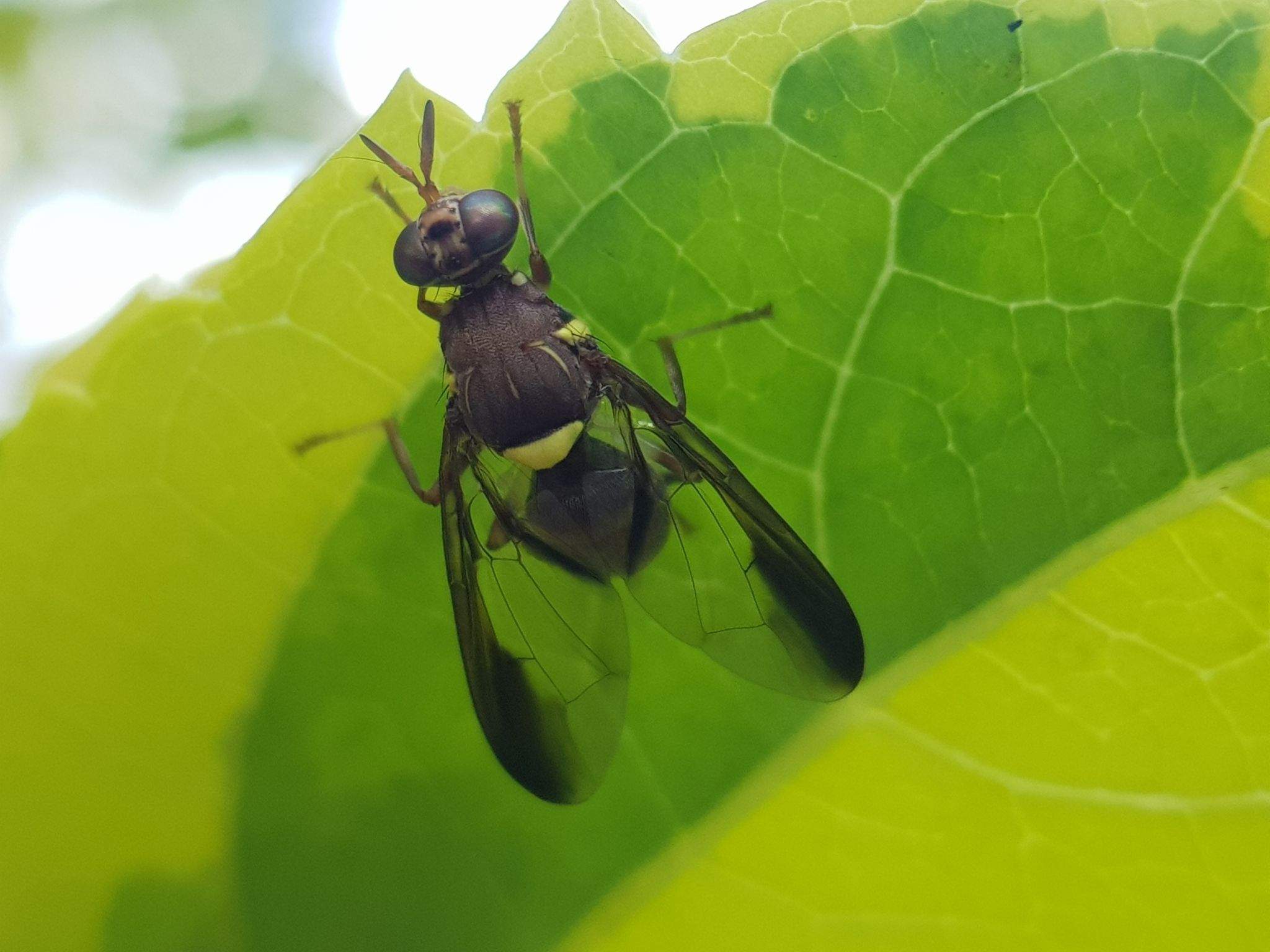 Dacus bivittatus