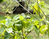 Gardenia brighamii