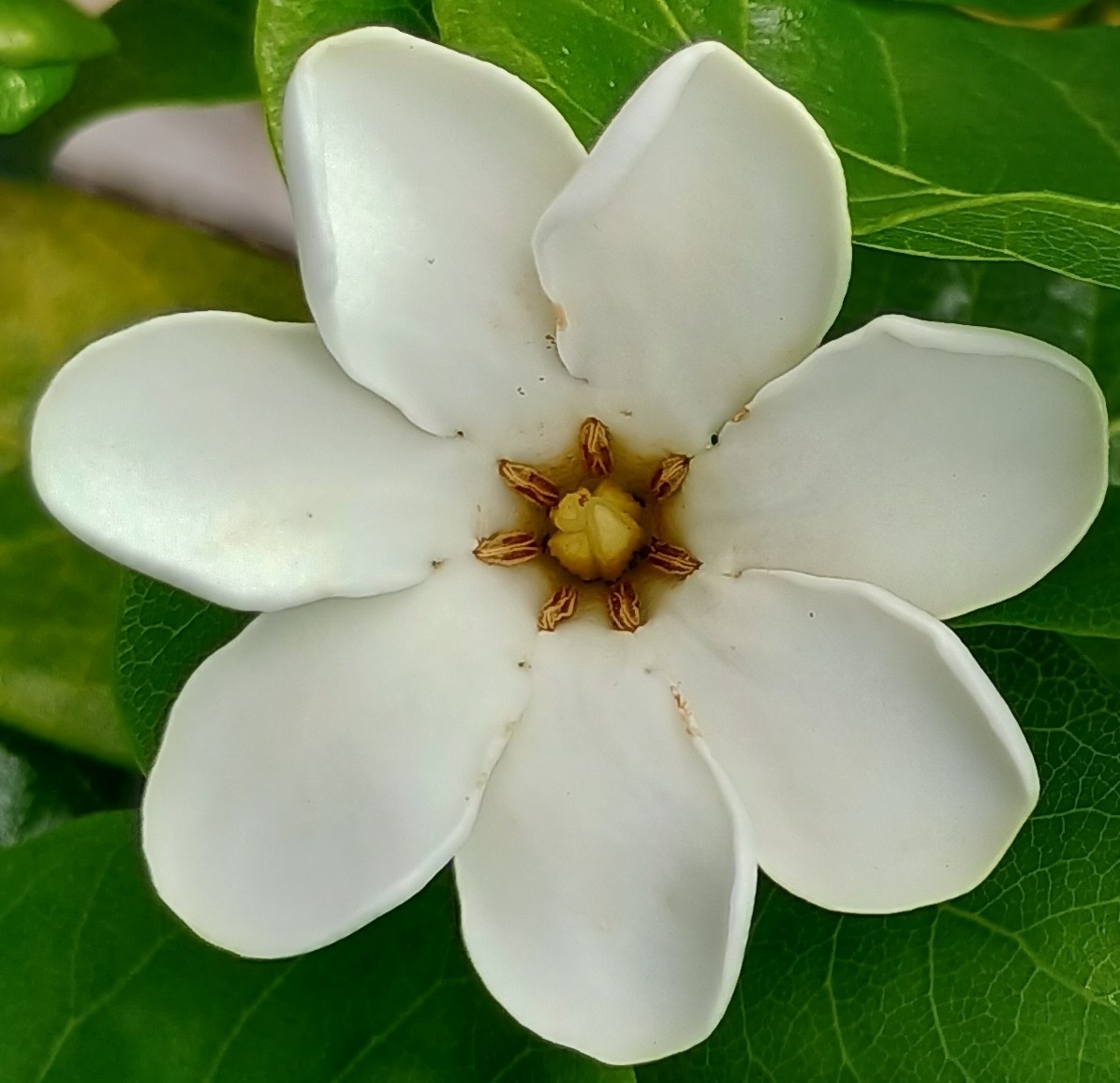 Gardenia brighamii