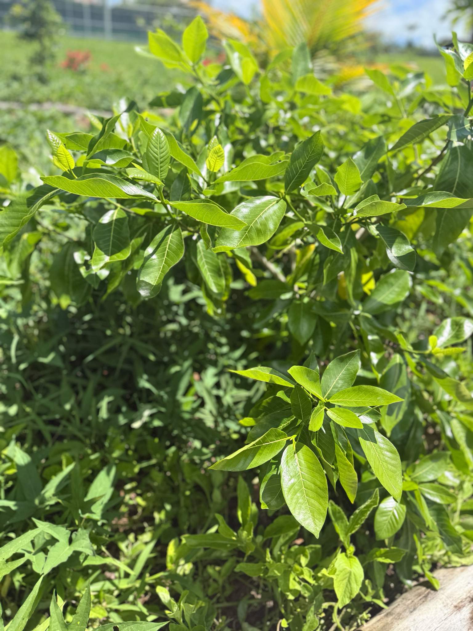 Gardenia brighamii
